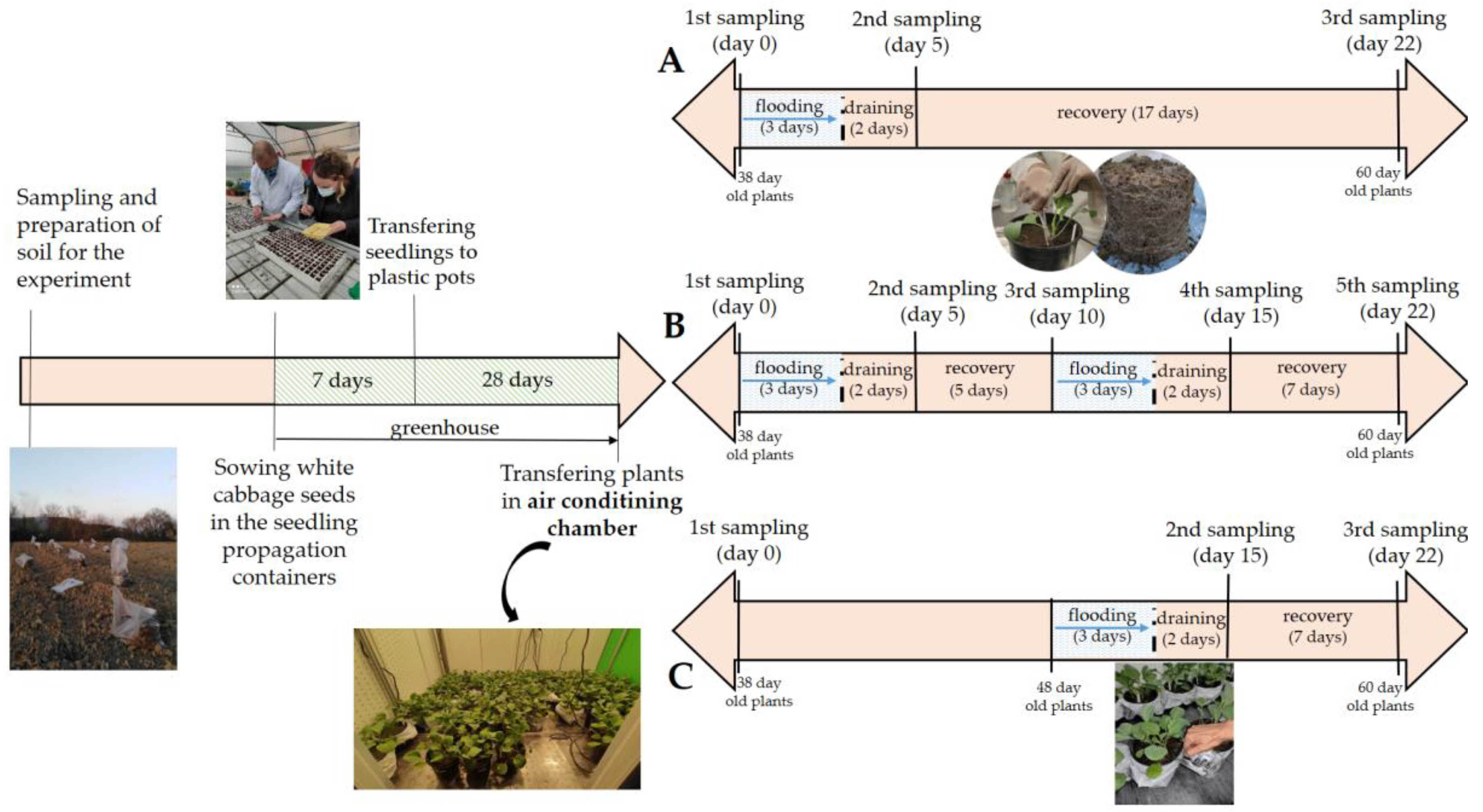 Agronomy | Free Full-Text | Response of White Cabbage (Brassica