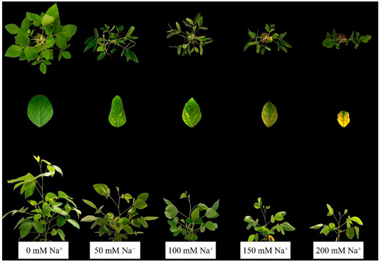 Minimal fluorescence yield of the dark-adapted state (F 0 ), maximal