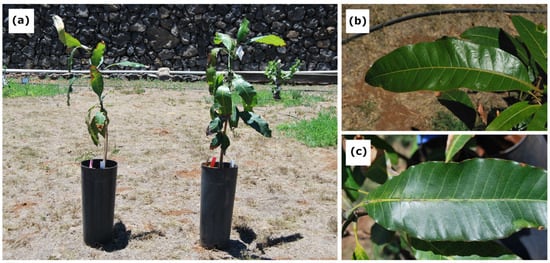 https://www.mdpi.com/agronomy/agronomy-13-00277/article_deploy/html/images/agronomy-13-00277-g001-550.jpg