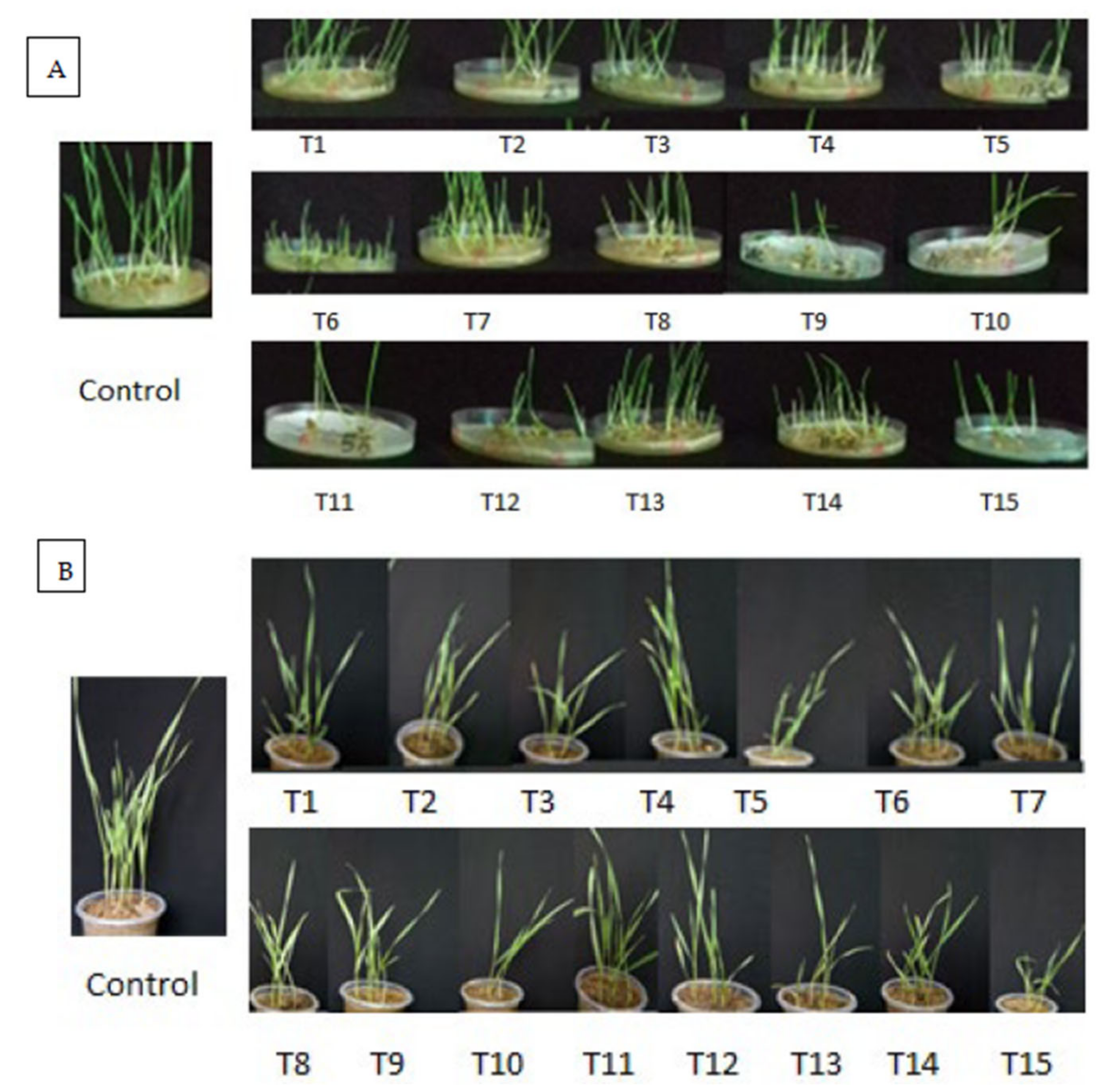 Agronomy 13 00381 g001