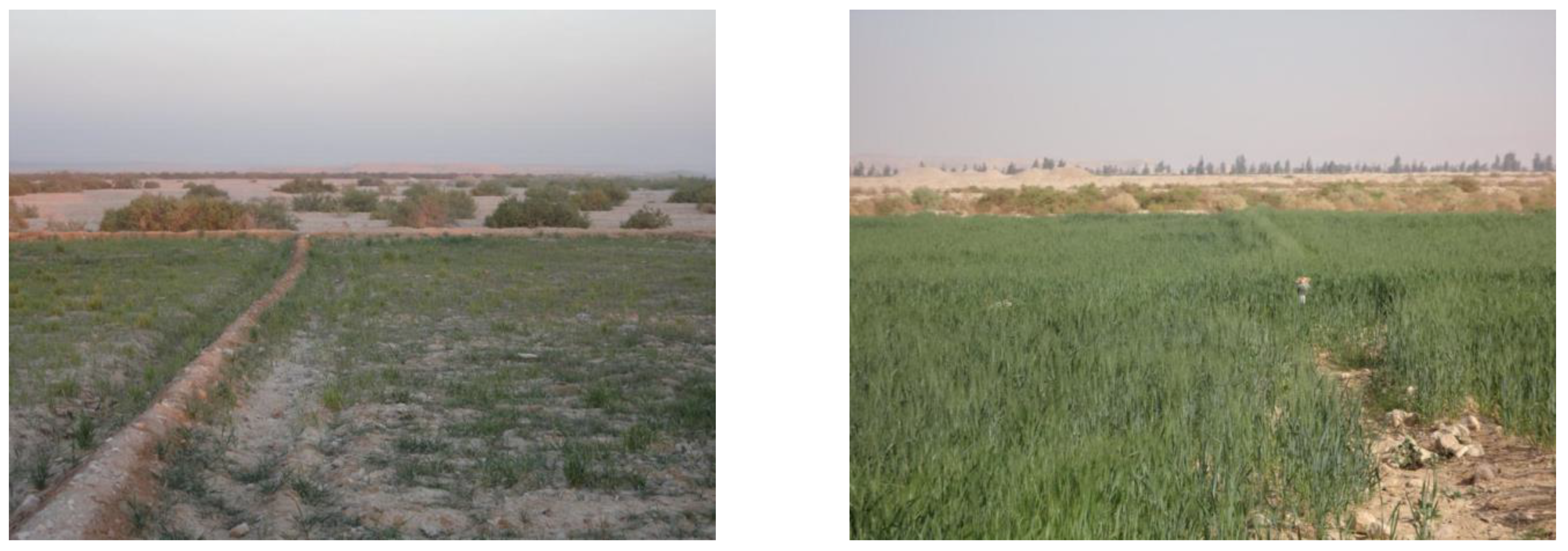 Agronomy 13 00396 g001