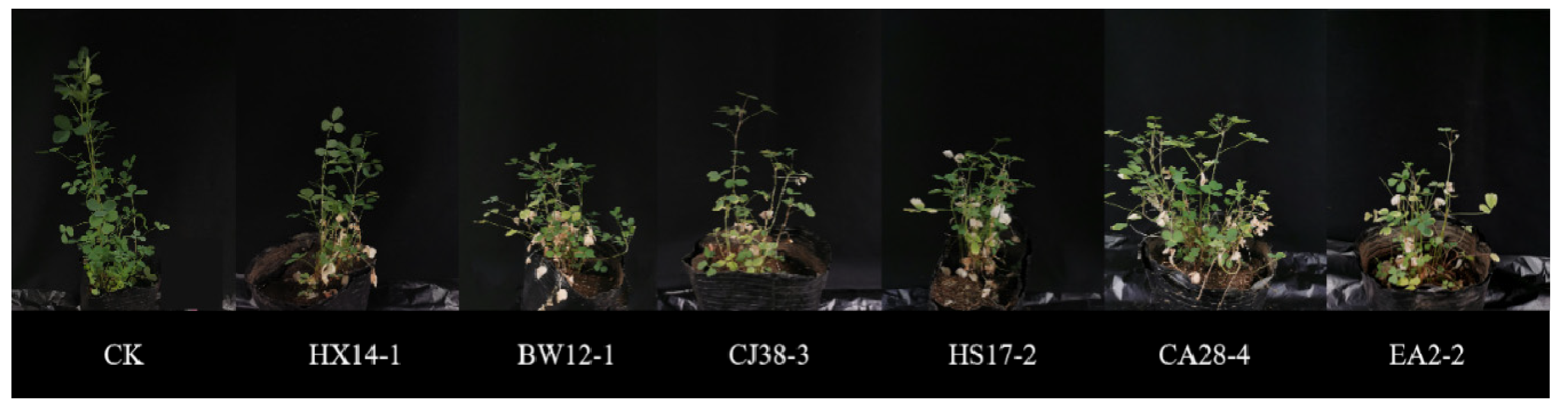 Agronomy 13 00456 g004 Agronomy 13 00456 g004