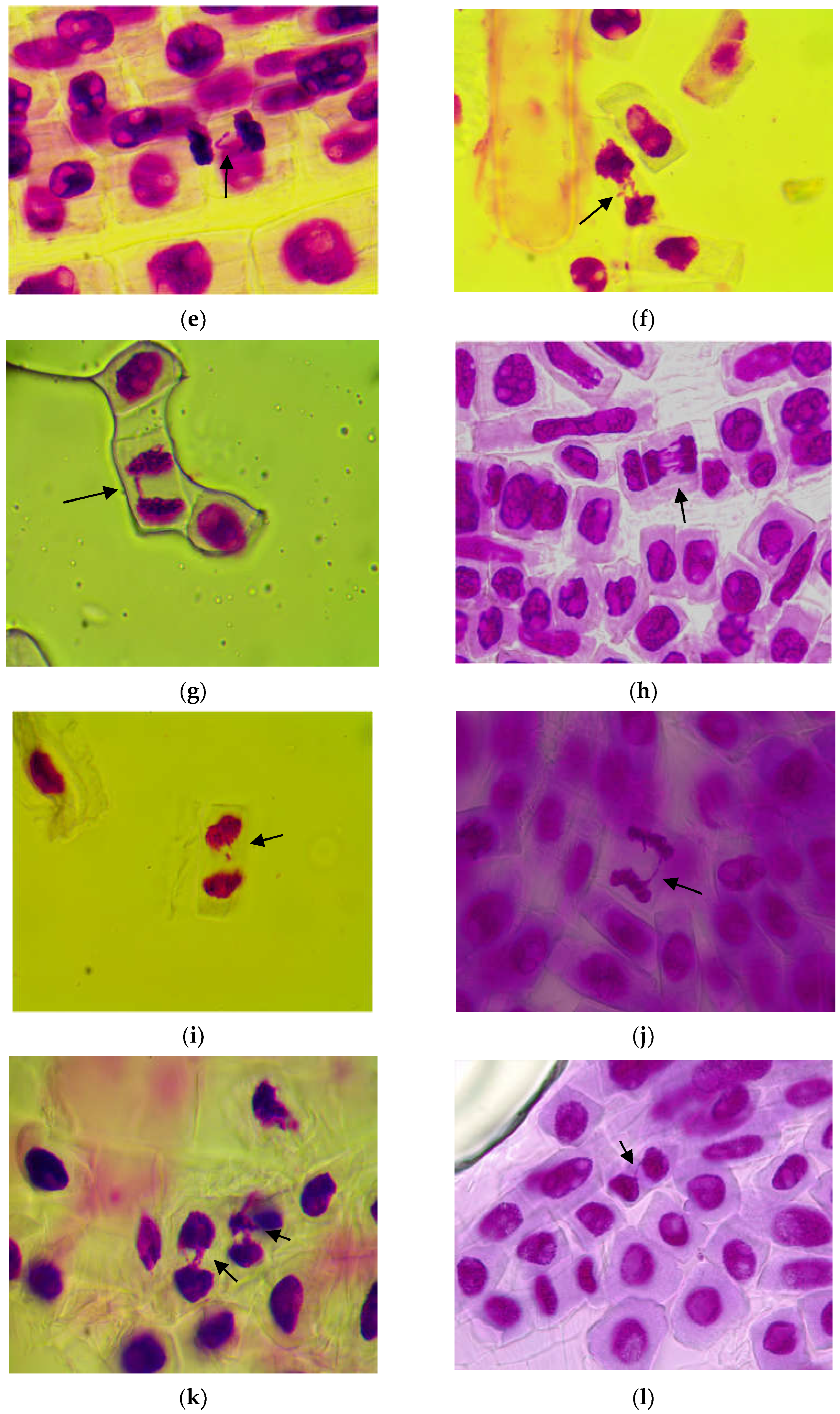 Agronomy 13 00459 g006b
