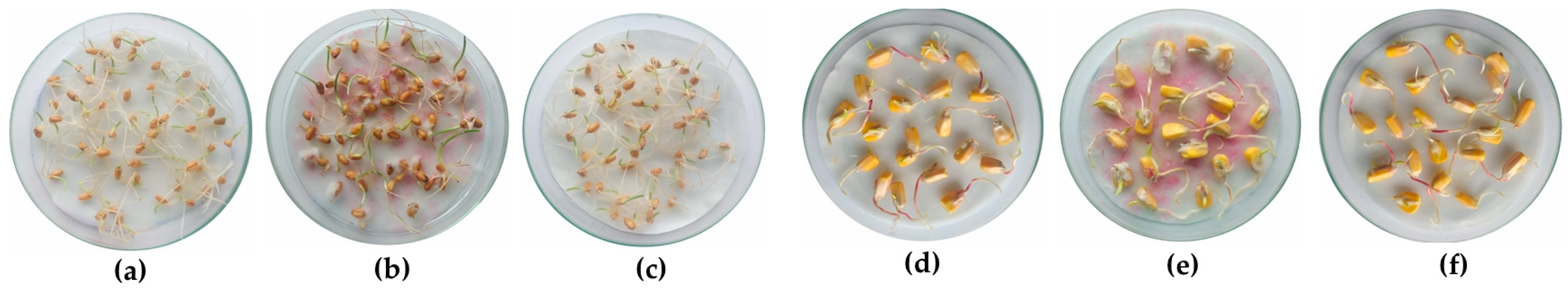 Agronomy 13 00496 g005