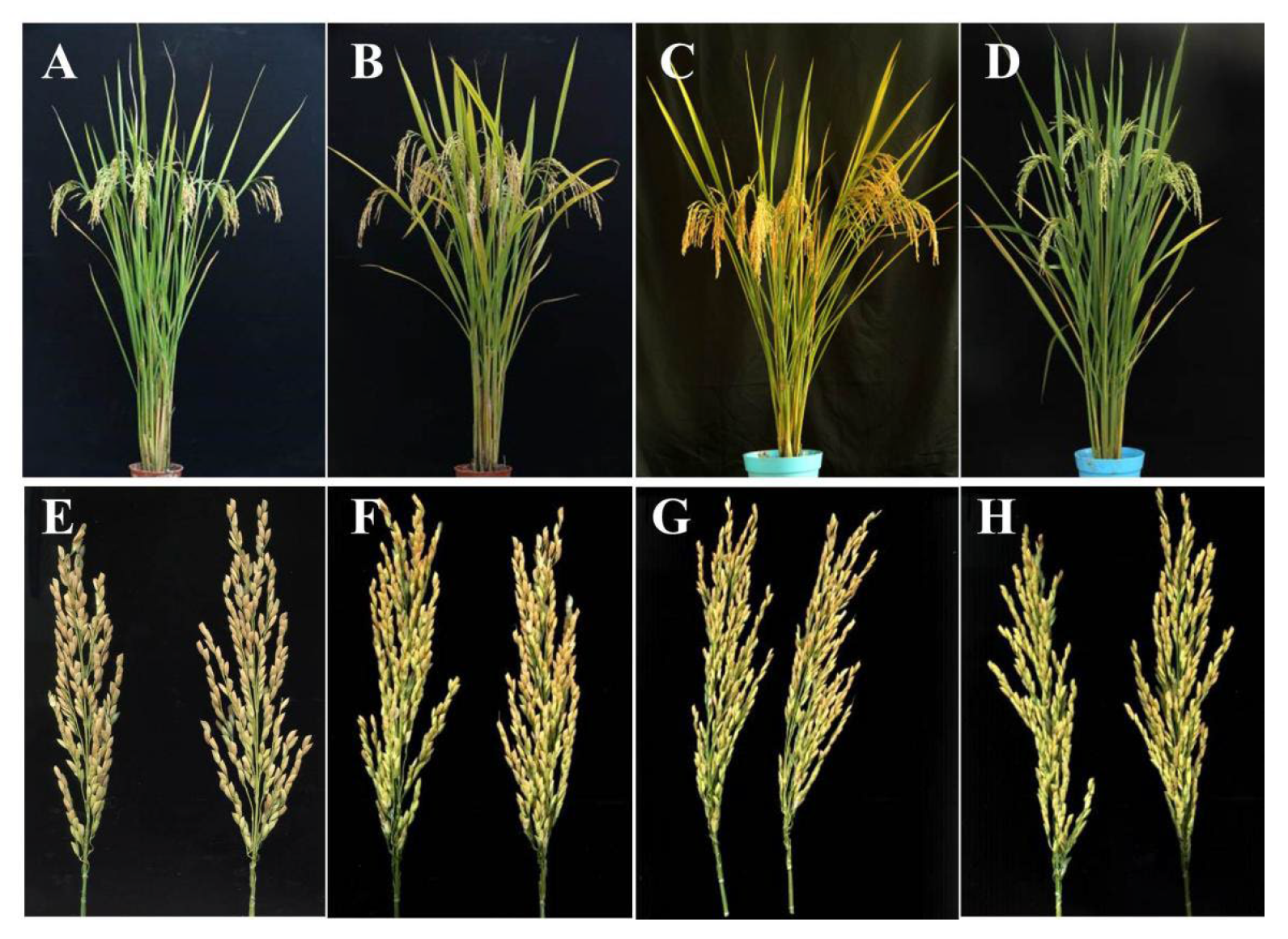 Agronomy 13 00589 g001