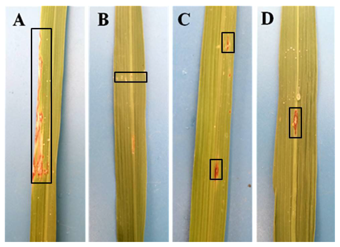 Agronomy 13 00589 g004