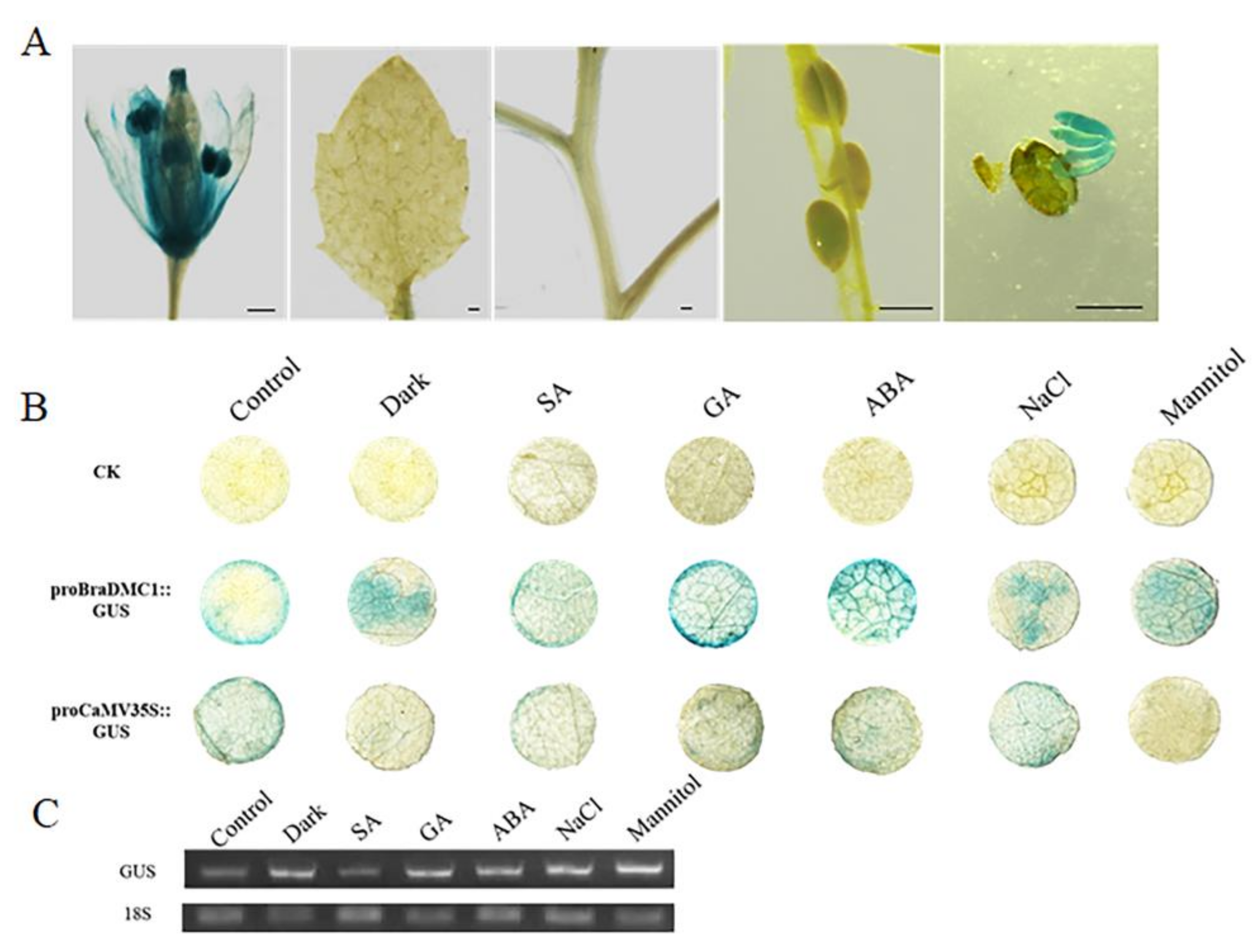 Agronomy 13 00595 g003 Agronomy 13 00595 g003