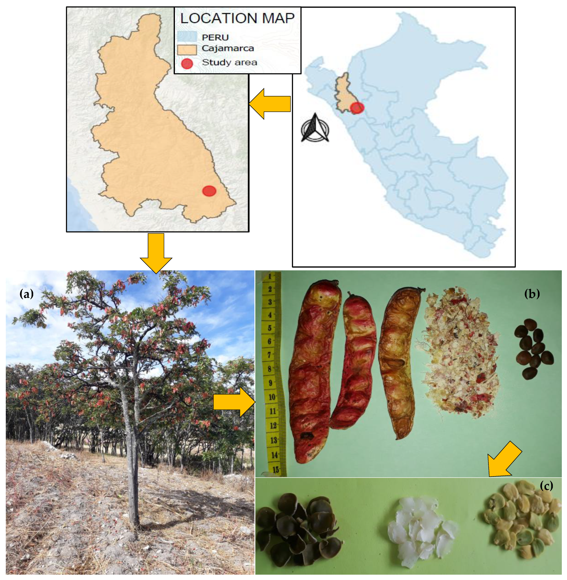 Agronomy | Free Full-Text | Increased Production of Tara (Caesalpinia  spinosa) by Edaphoclimatic Variation in the Altitudinal Gradient of the  Peruvian Andes