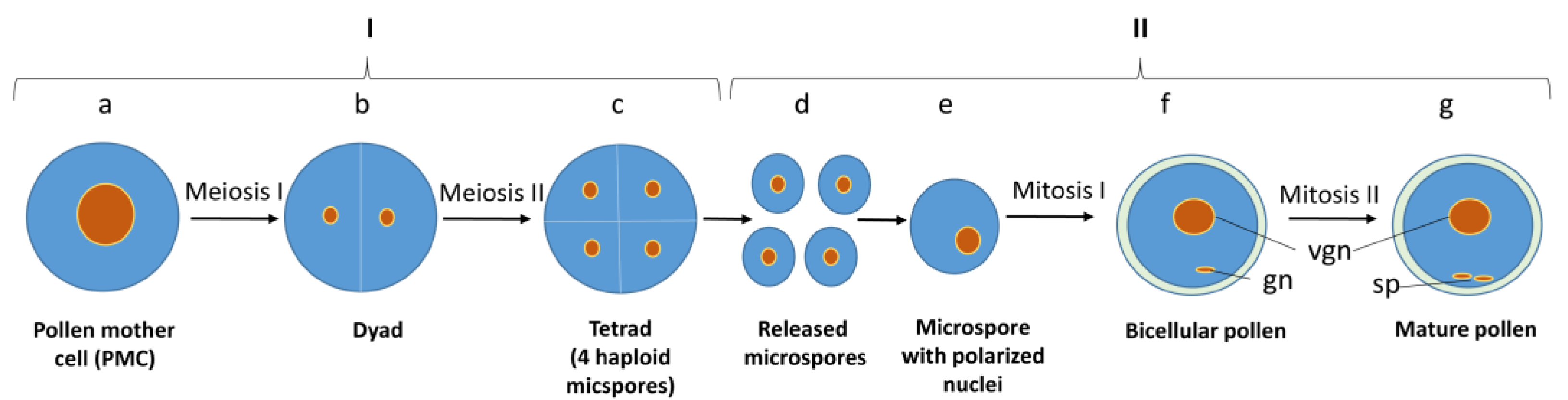 Agronomy 13 00676 g002 Agronomy 13 00676 g002
