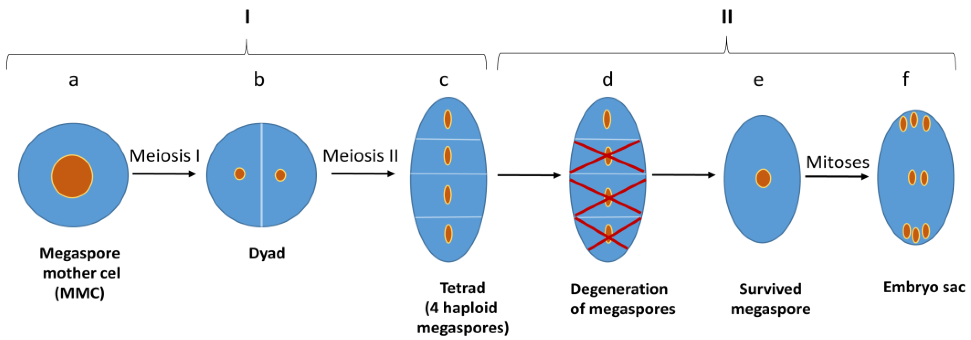 Agronomy 13 00676 g004 Agronomy 13 00676 g004