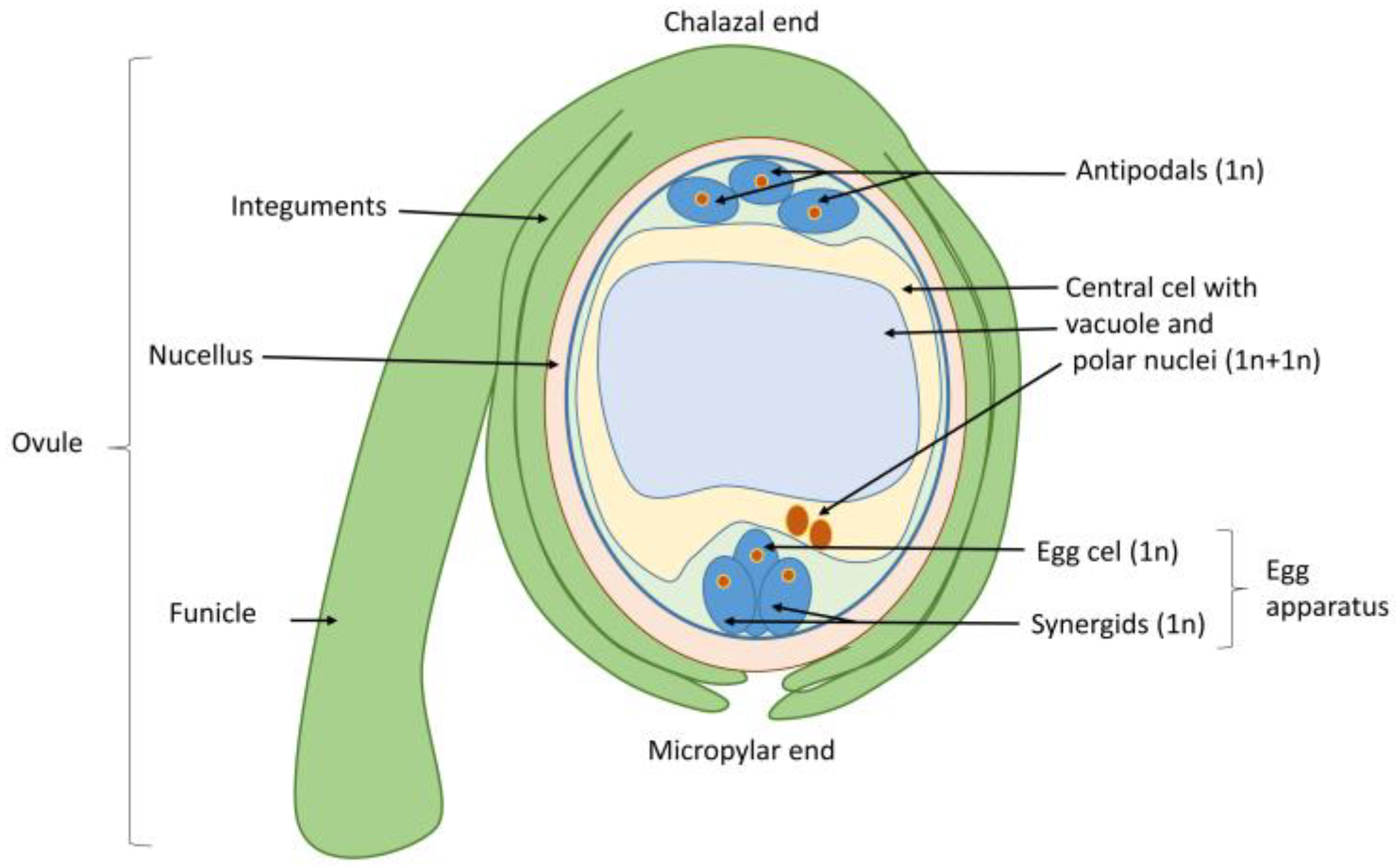 Agronomy 13 00676 g005 Agronomy 13 00676 g005