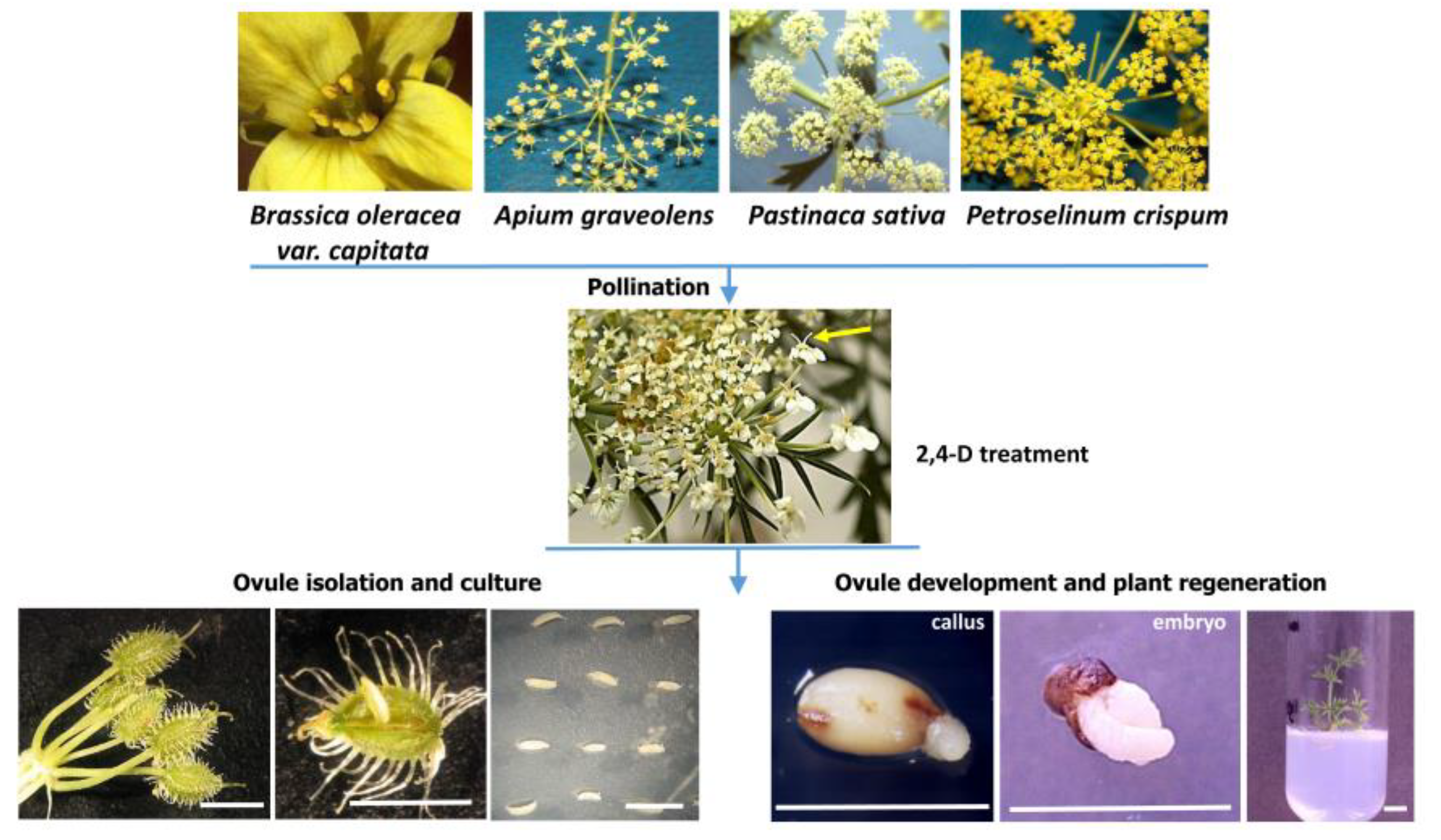 Agronomy 13 00676 g006 Agronomy 13 00676 g006