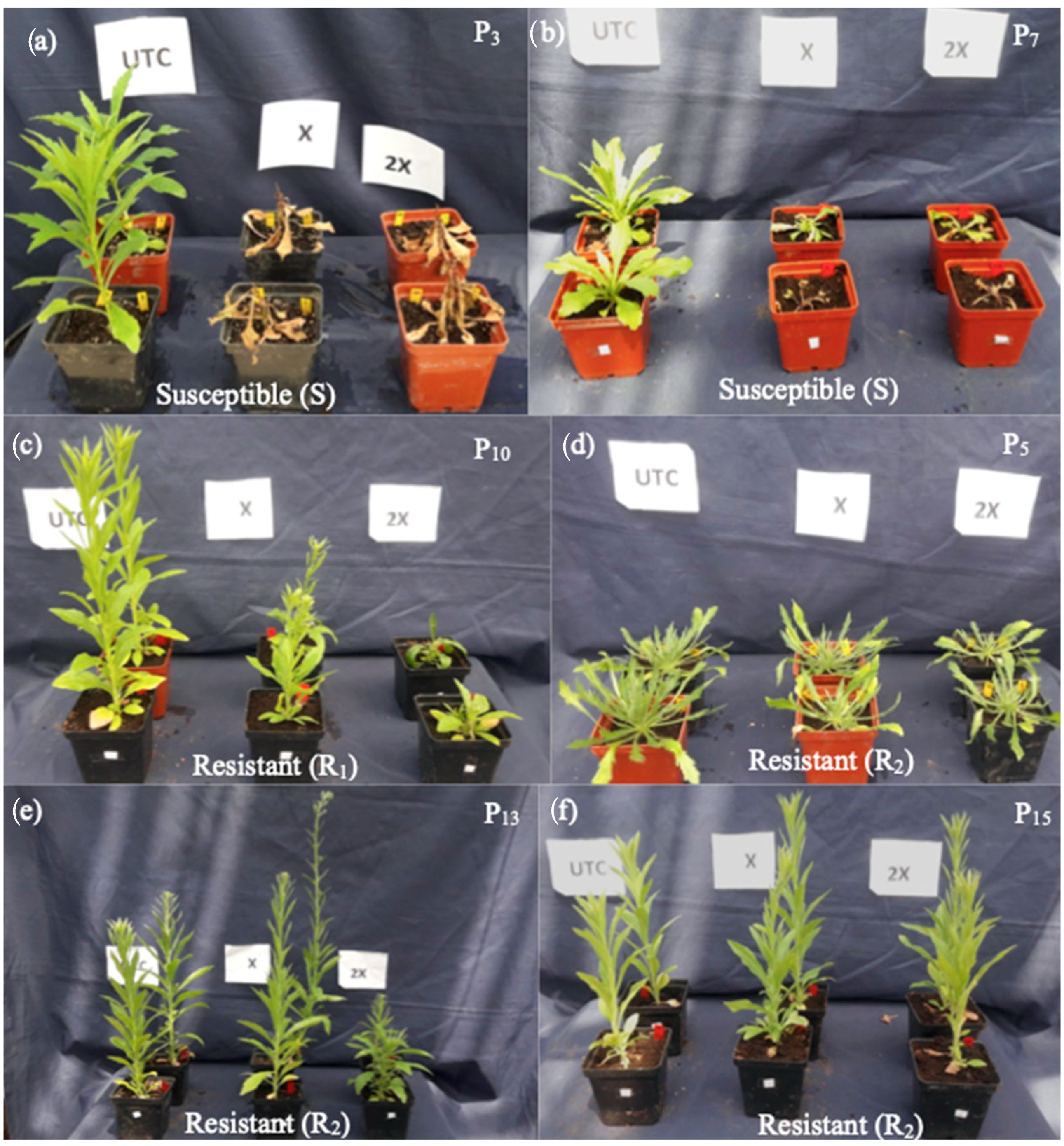 Agronomy 13 00683 g0a1 Agronomy 13 00683 g0a1