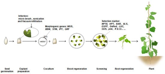 Agronomy | Free Full-Text | Recent Progress in Genetic Transformation ...