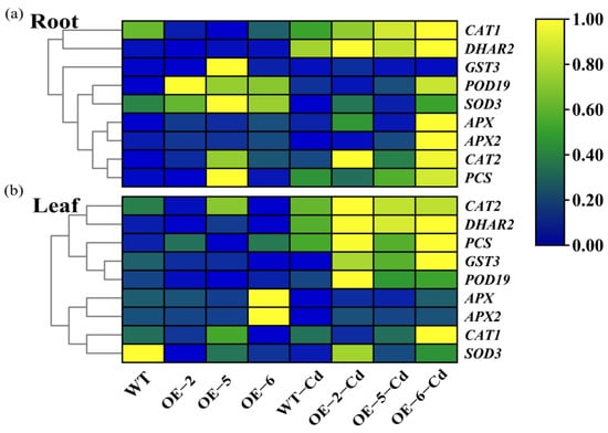 SpHsfA4c from Sedum plumbizincicola Enhances Cd Tolerance by the  AsA–GSH Pathway in Transgenic Populus × canescens