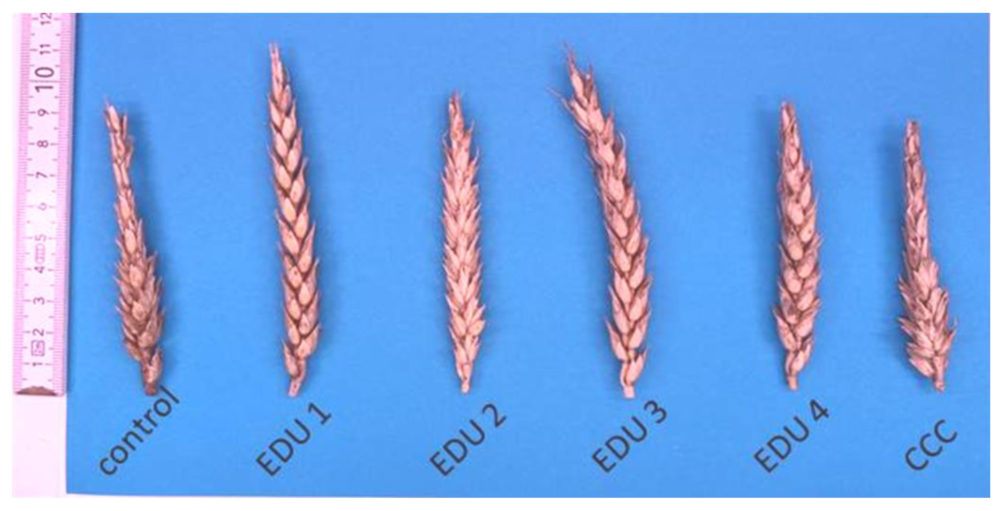 Agronomy 13 00778 g003