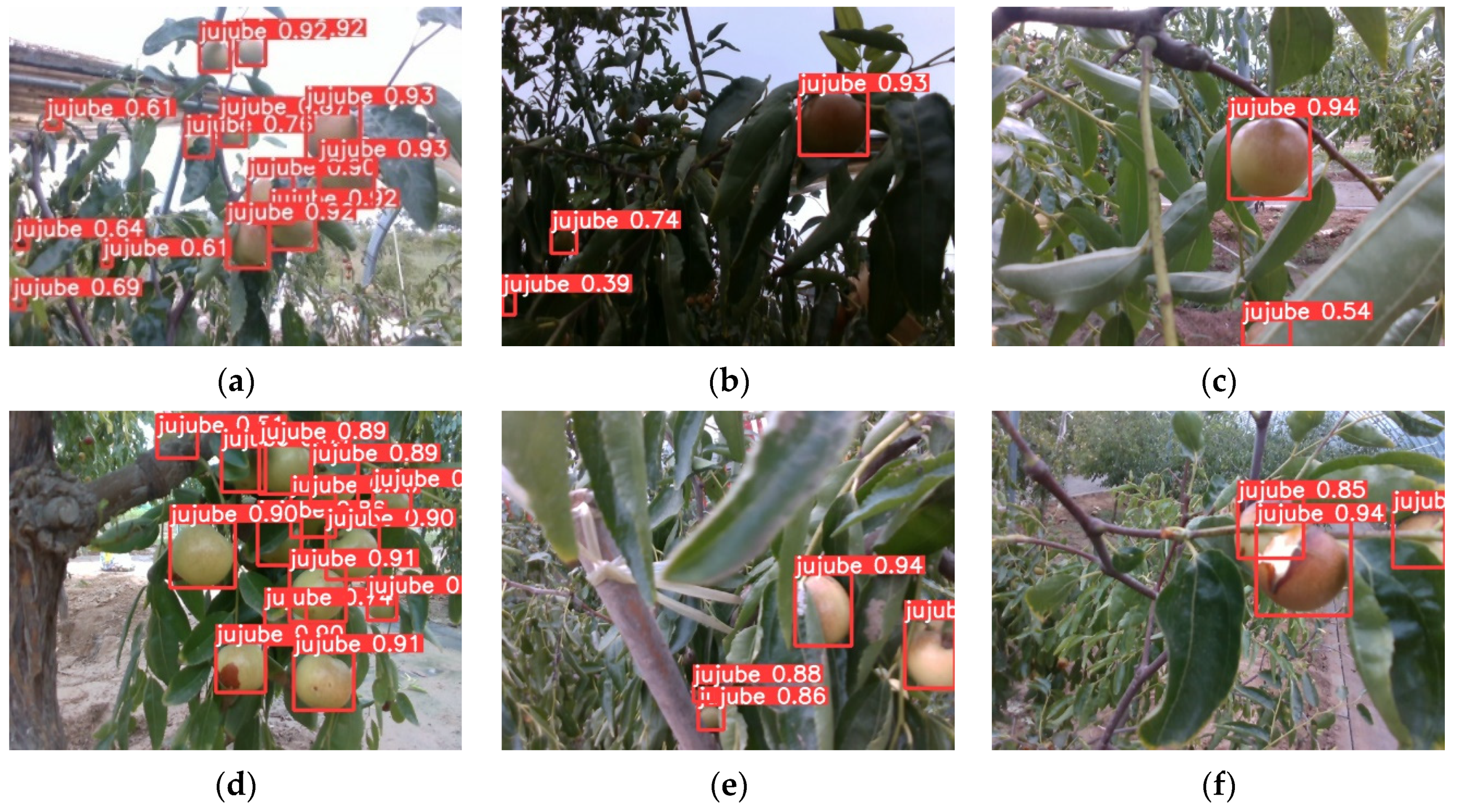 Agronomy | Free Full-Text | Research on Winter Jujube Object Detection  Based on Optimized Yolov5s