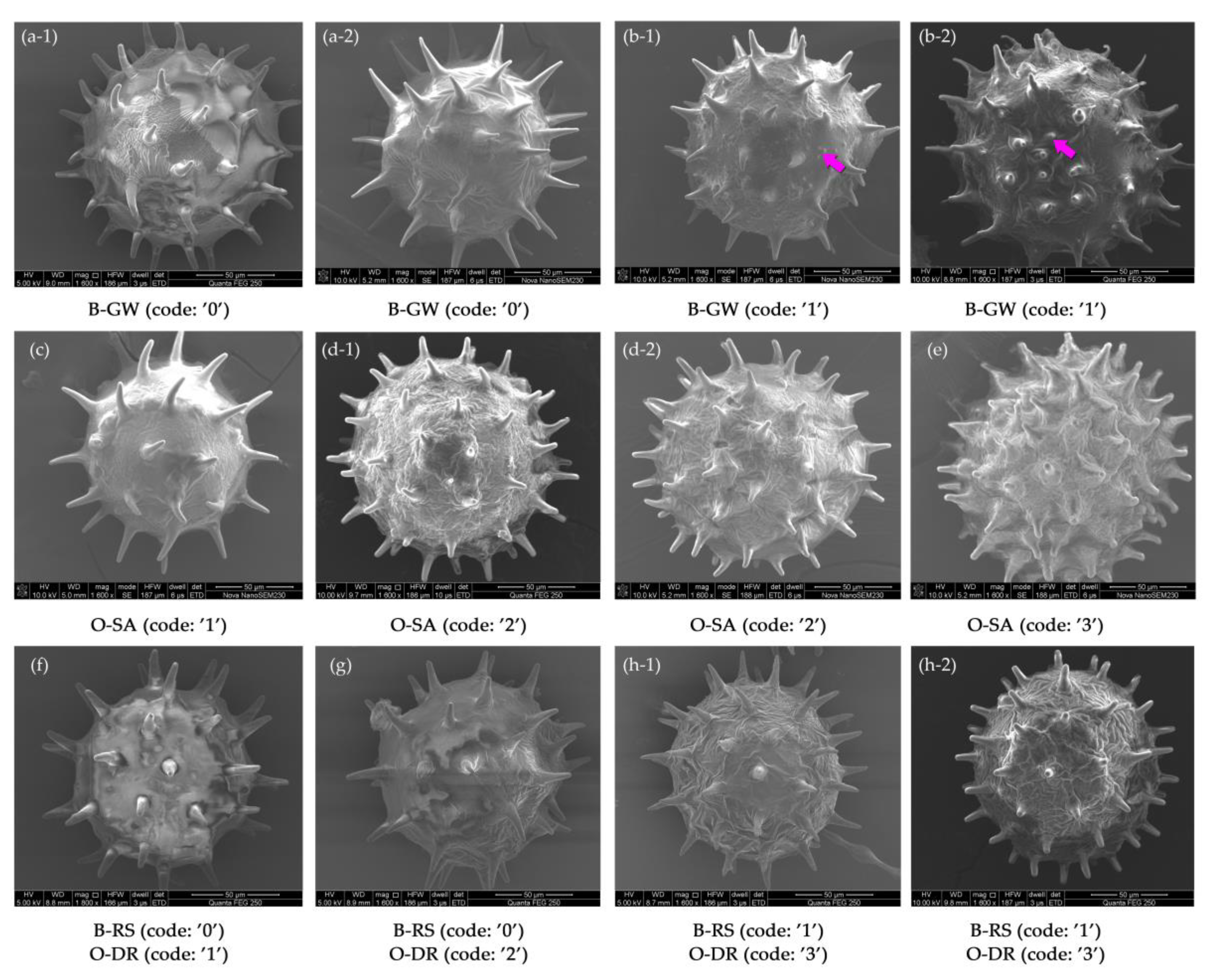 Agronomy 13 00828 g004 Agronomy 13 00828 g004