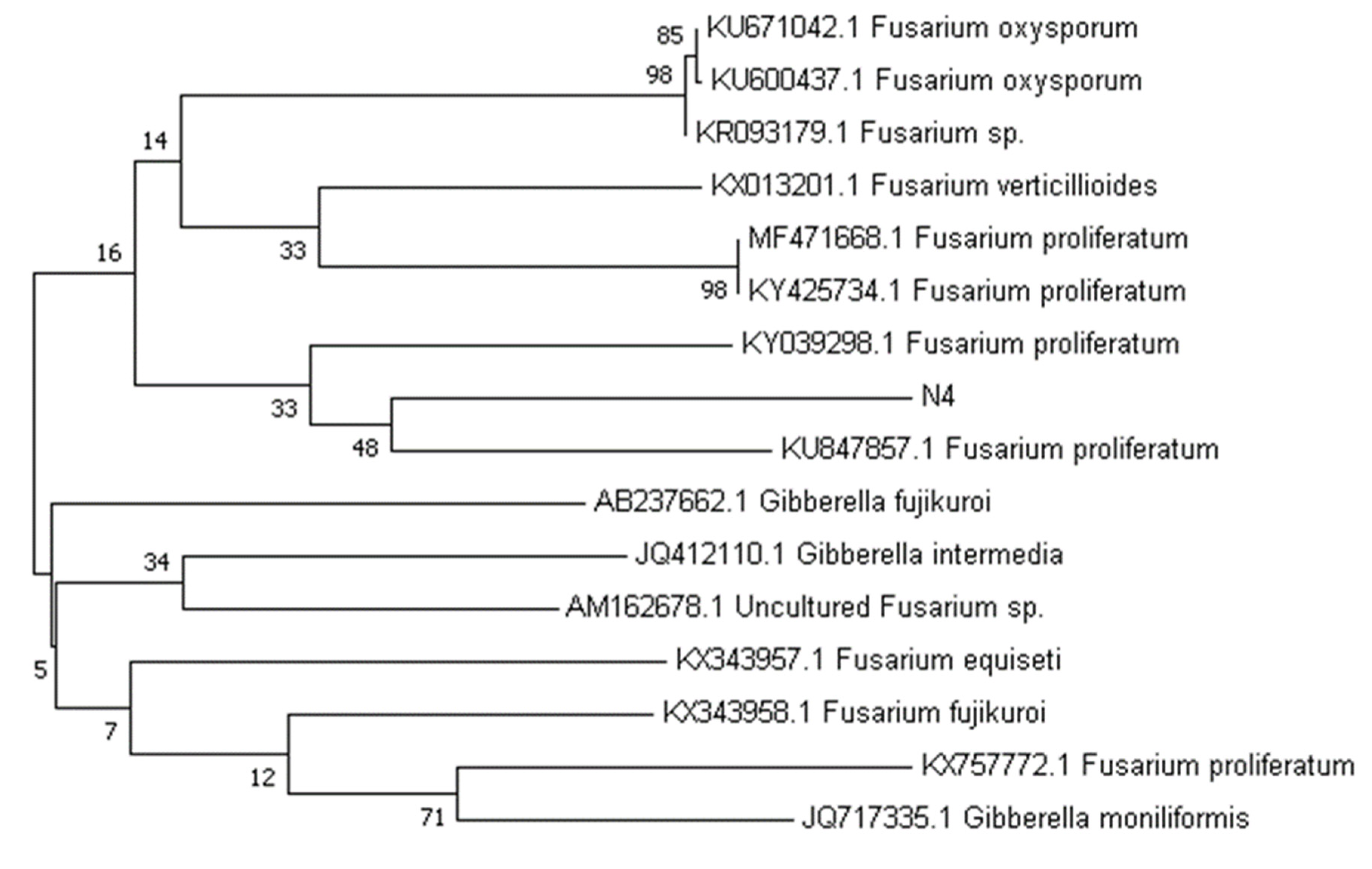 Agronomy 13 00873 g002