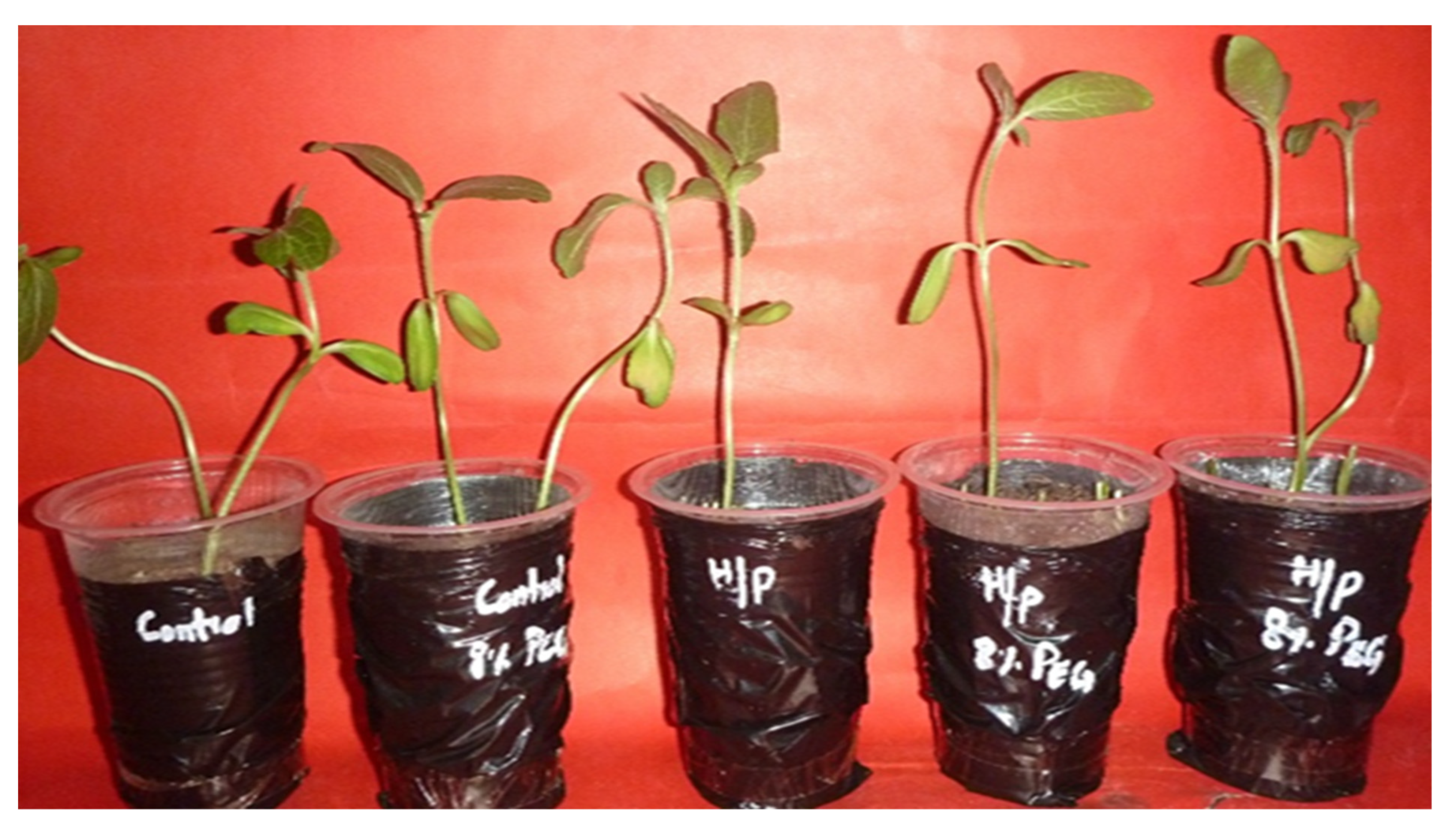 Agronomy 13 00873 g003