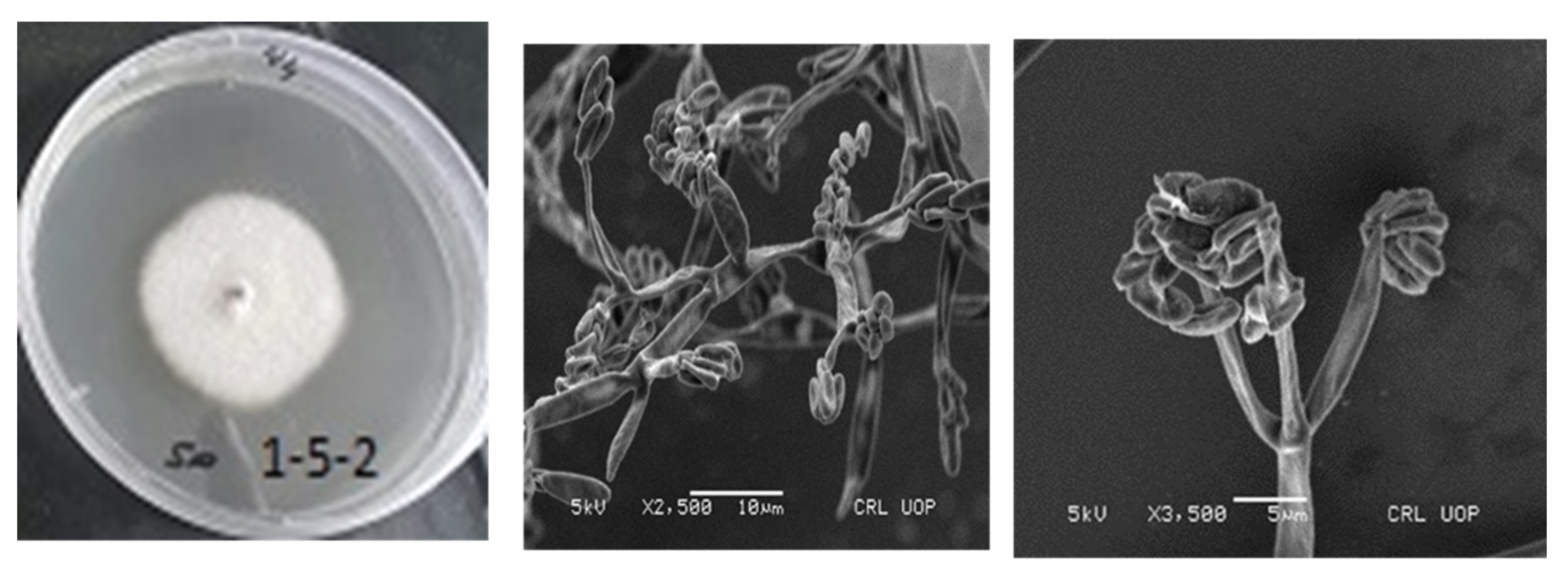 Agronomy 13 00873 g005