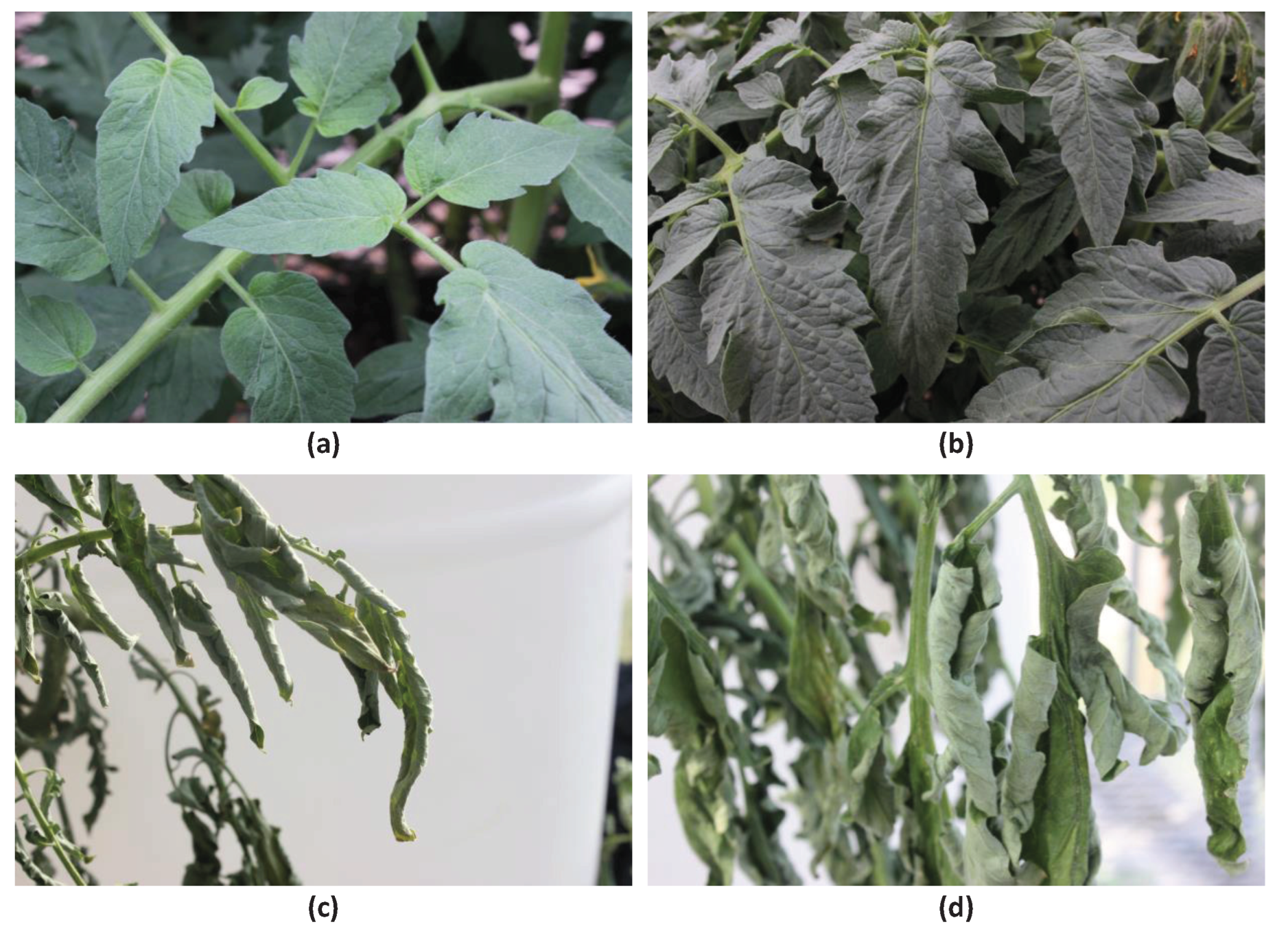 Agronomy 13 00887 g004 Agronomy 13 00887 g004