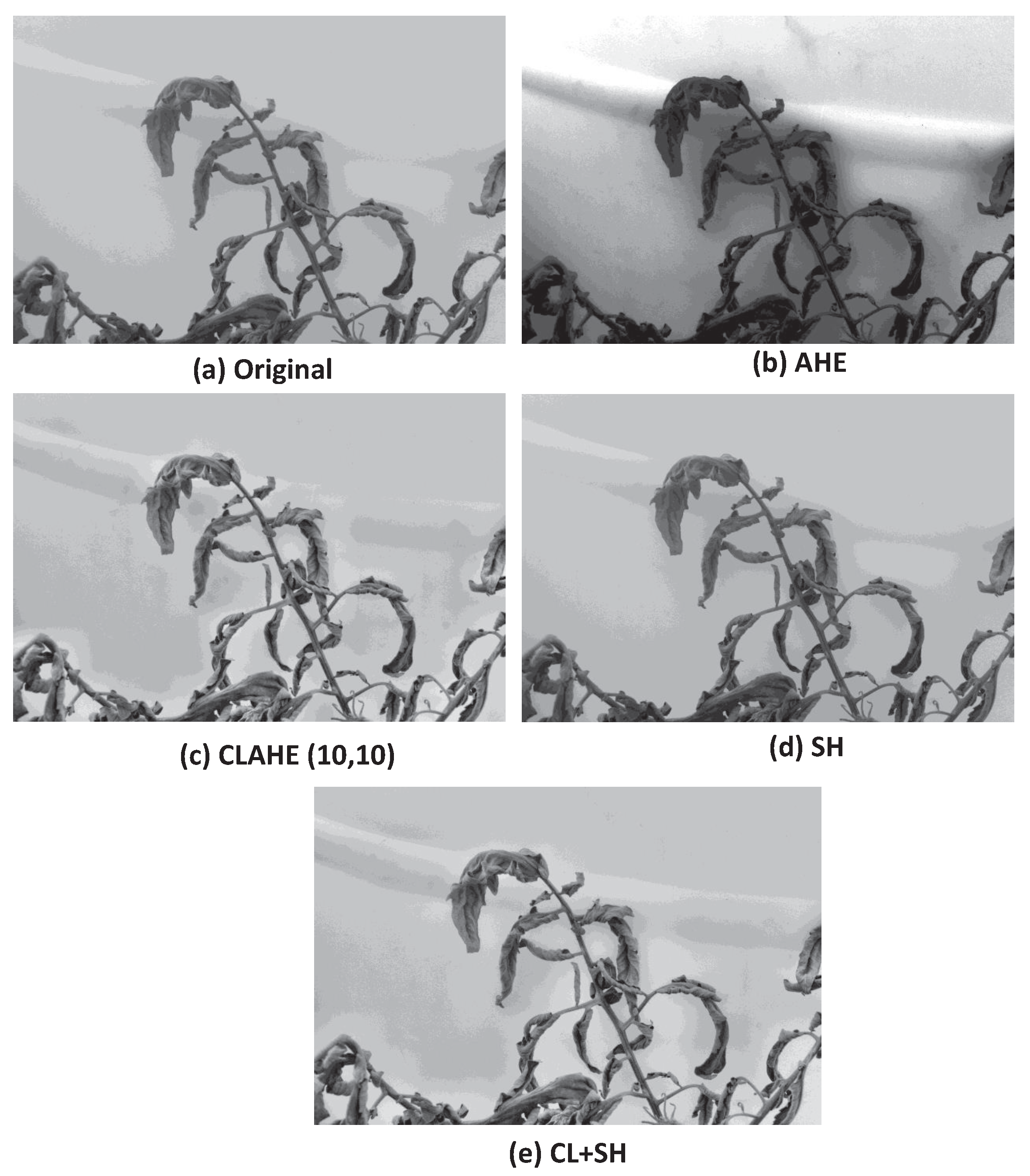 Agronomy 13 00887 g005 Agronomy 13 00887 g005