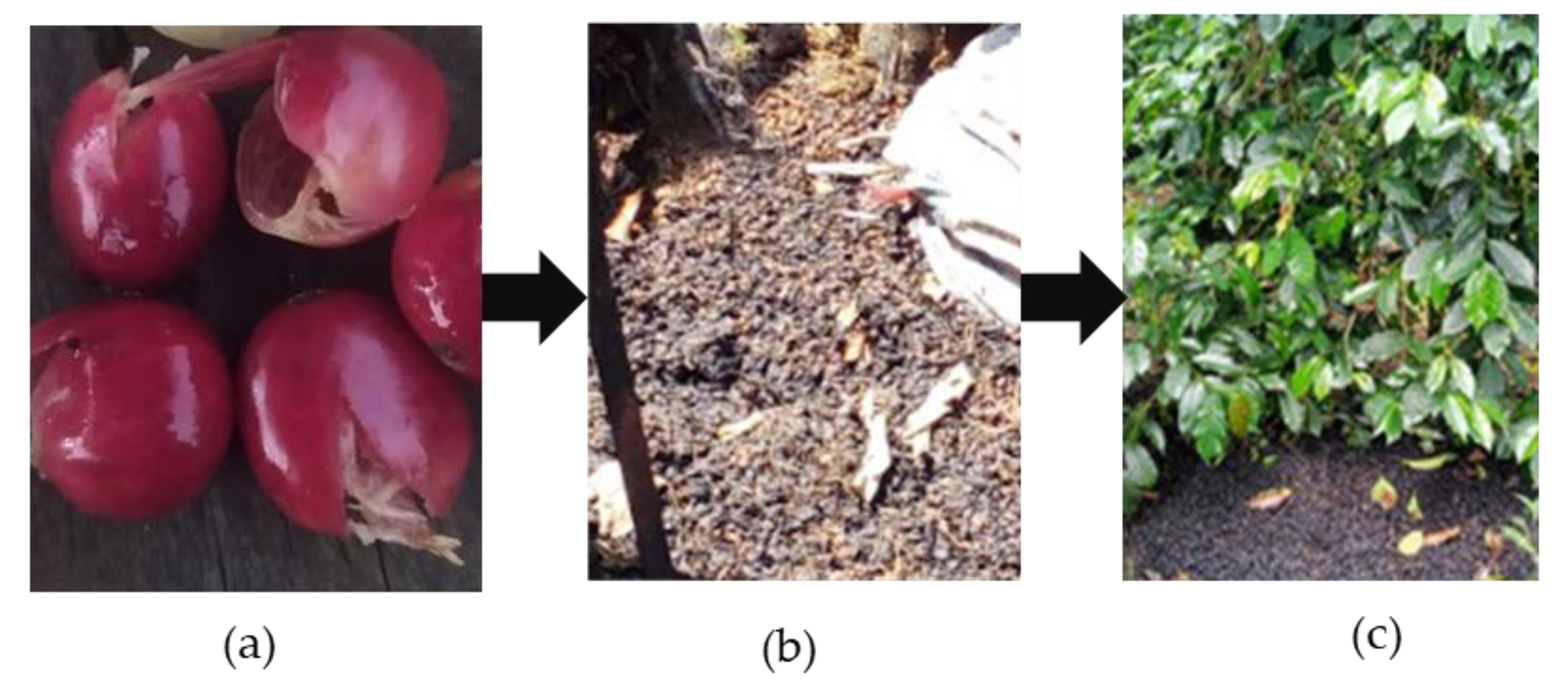 Agronomy 13 00904 g005