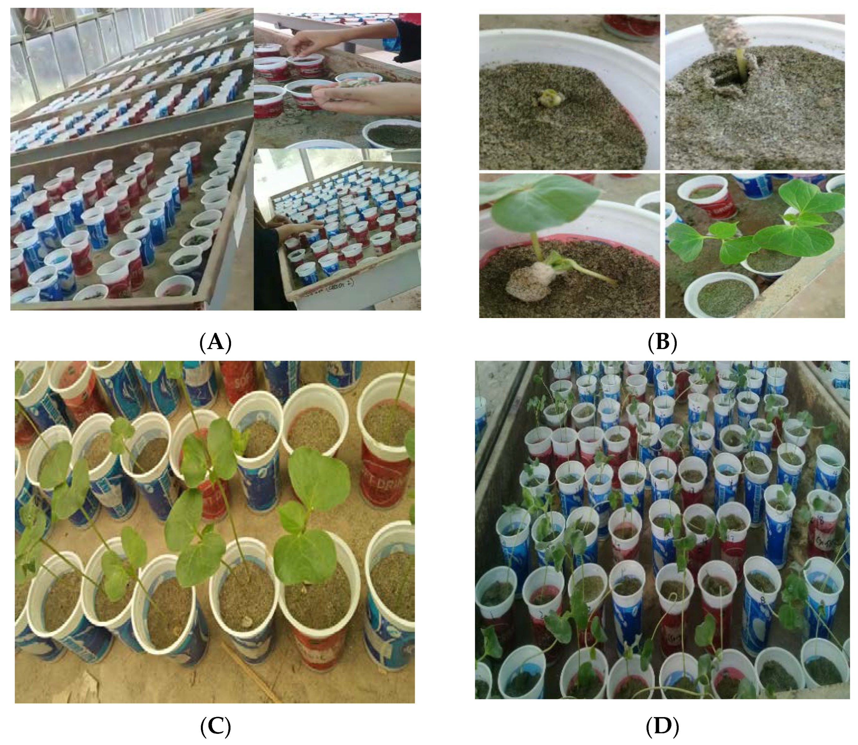 Agronomy 13 00984 g001