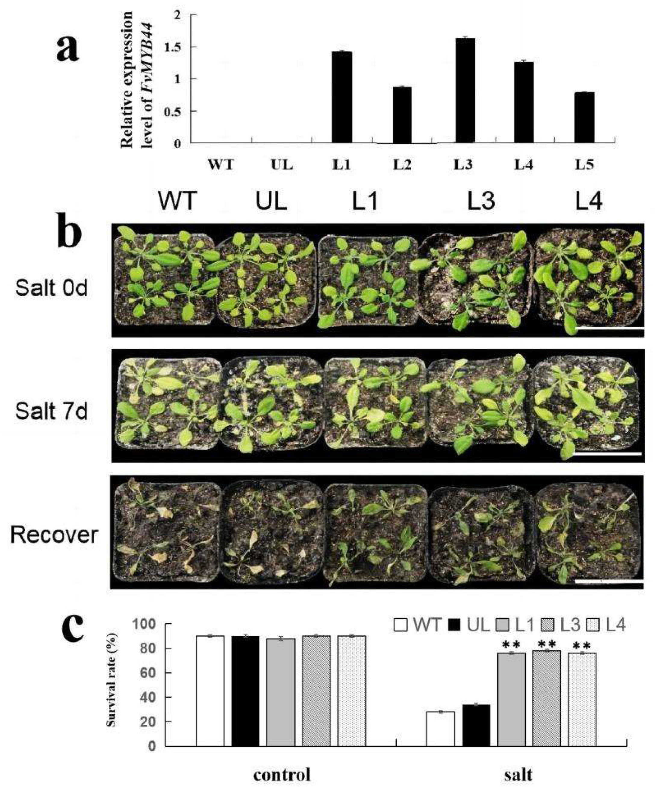 Agronomy 13 01051 g005 Agronomy 13 01051 g005