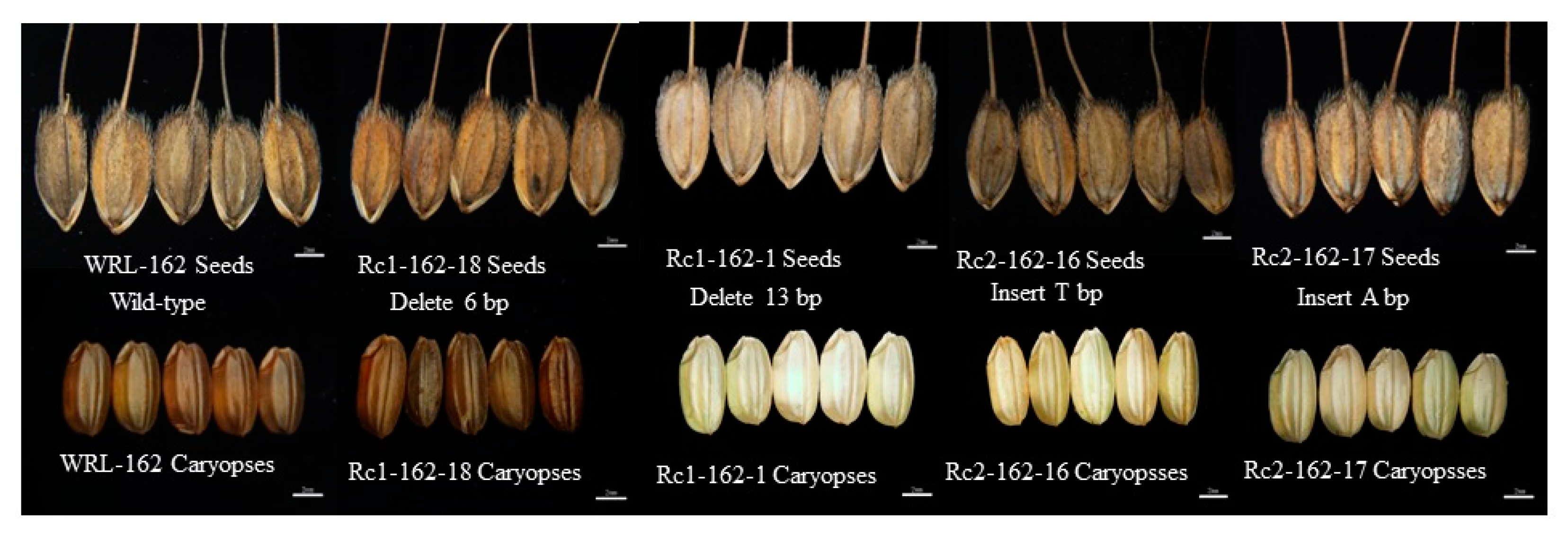 Agronomy 13 01130 g002