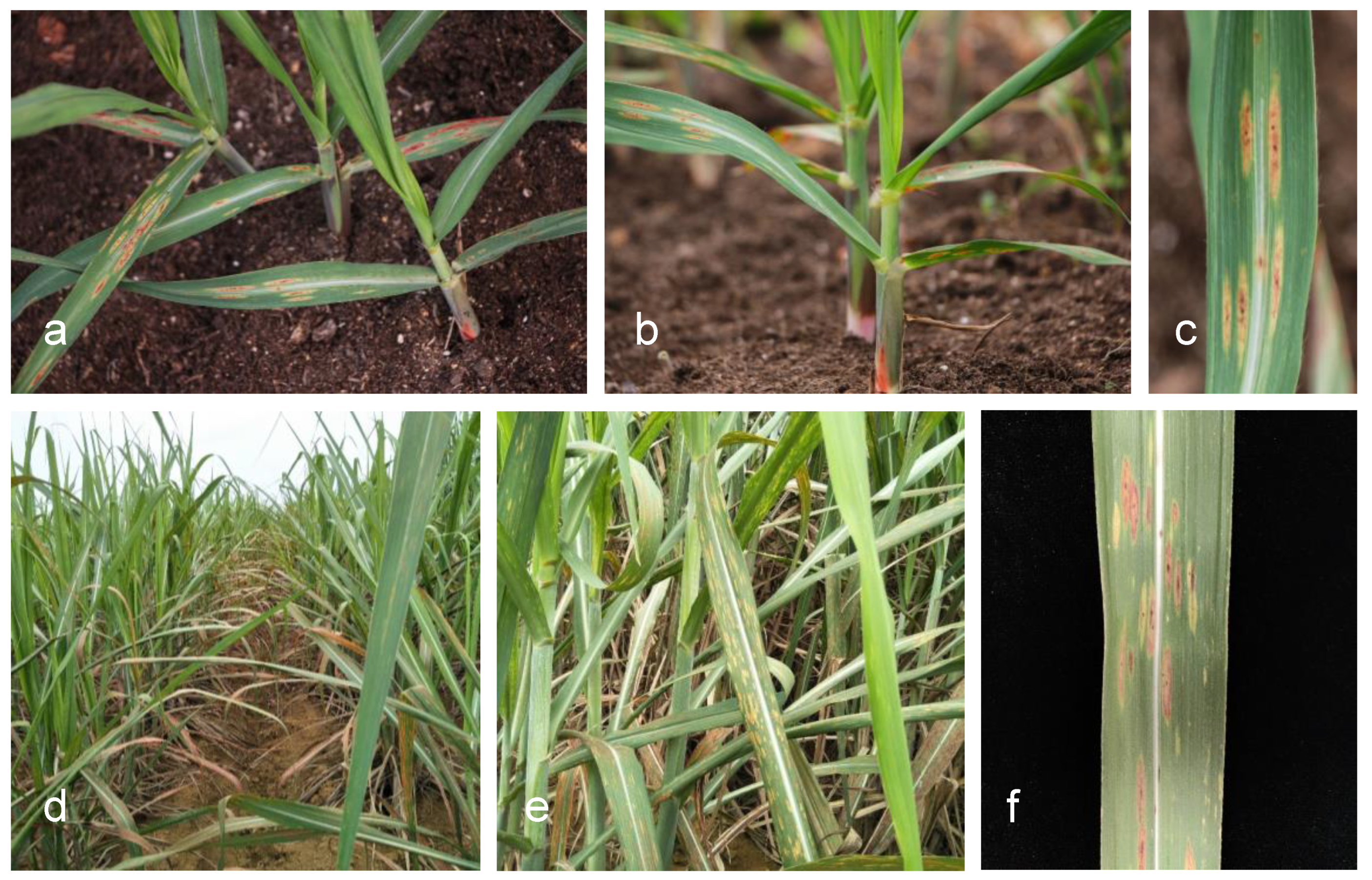 Agronomy 13 01136 g001 Agronomy 13 01136 g001