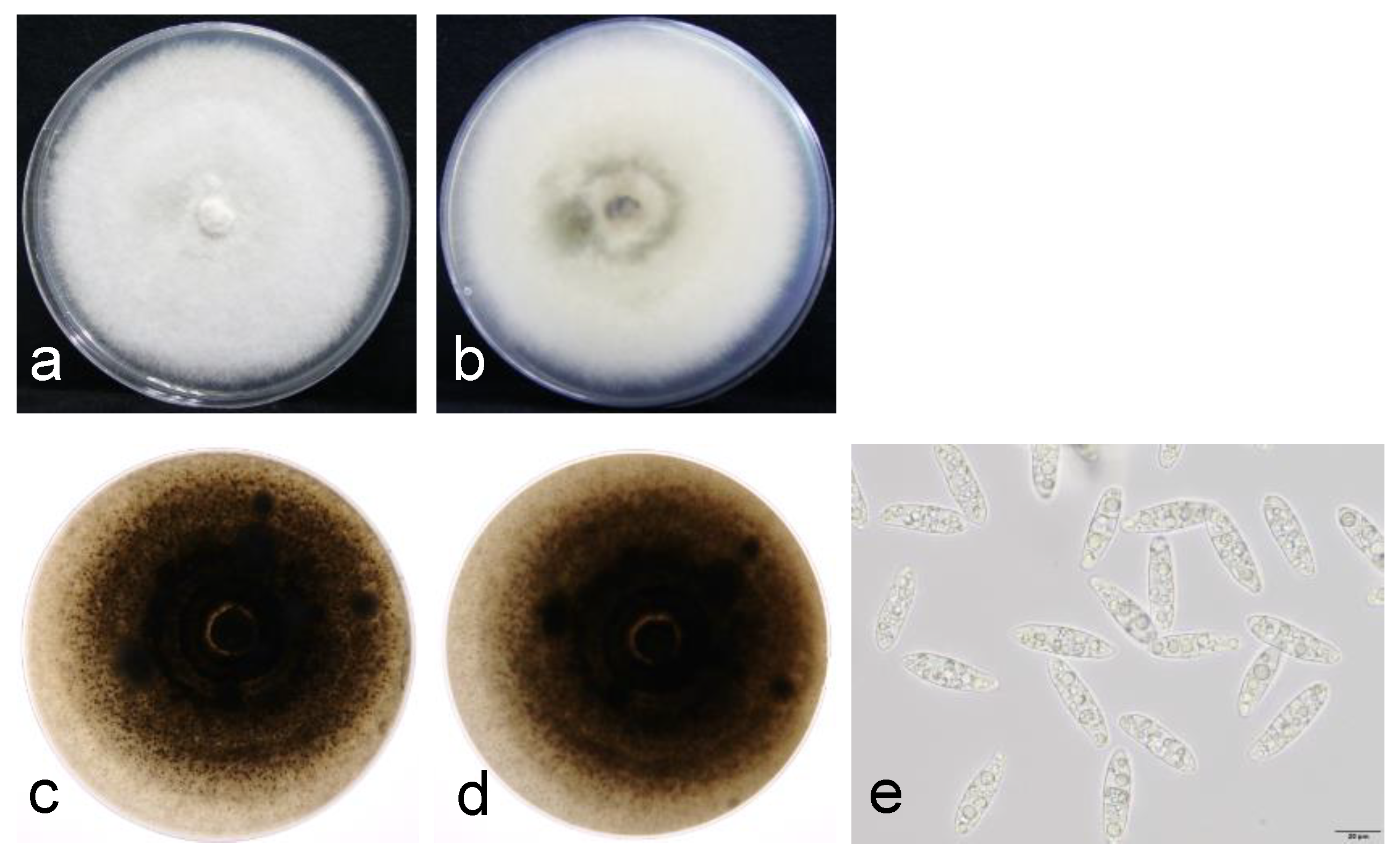 Agronomy 13 01136 g003 Agronomy 13 01136 g003