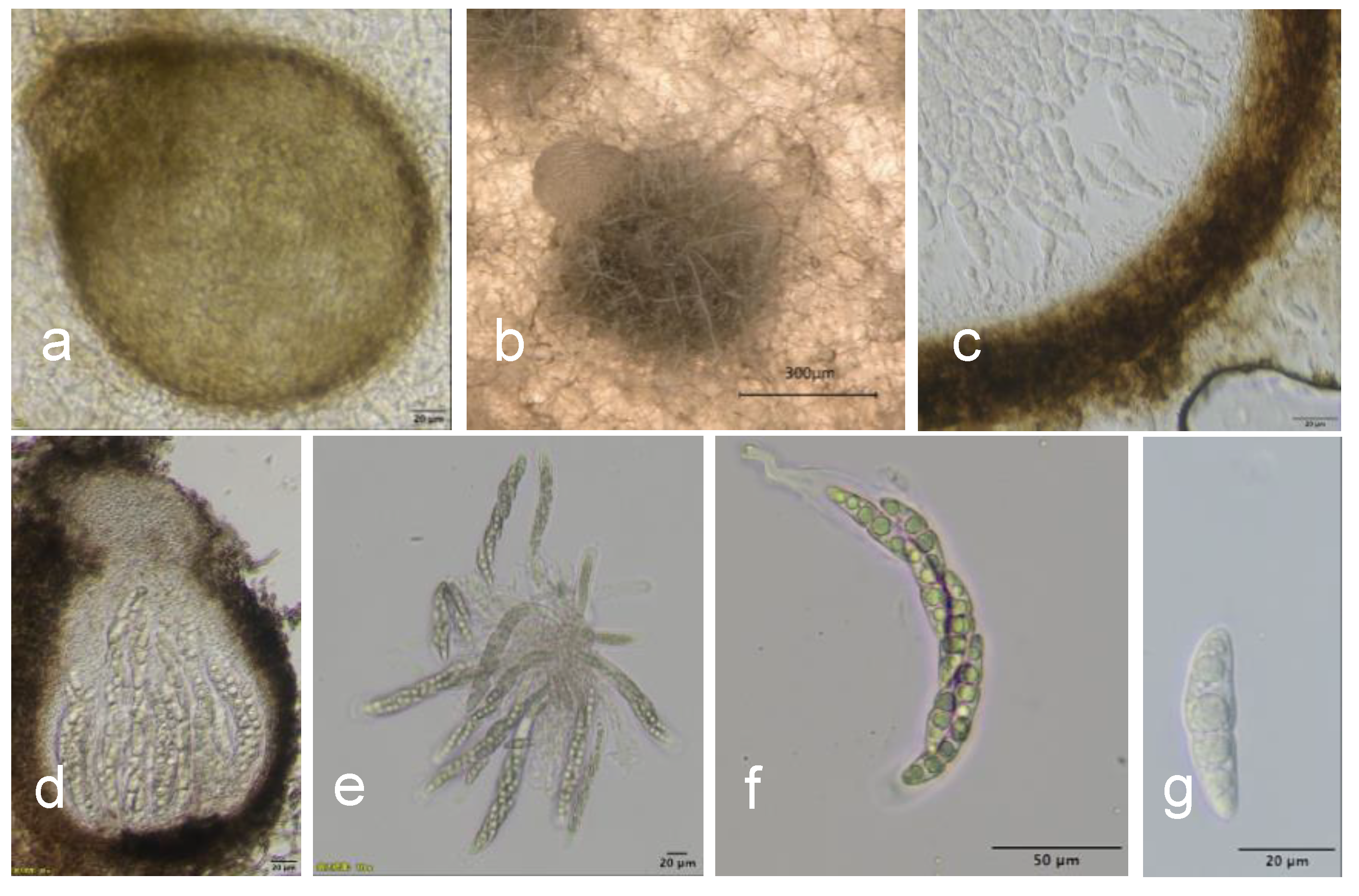 Agronomy 13 01136 g004 Agronomy 13 01136 g004