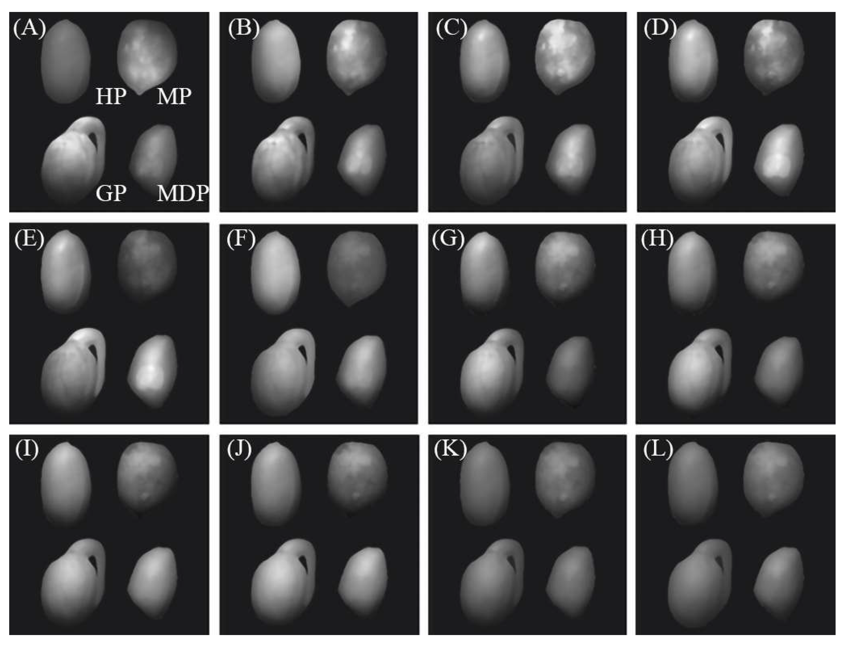 Agronomy | Free Full-Text | Peanut Defect Identification Based on