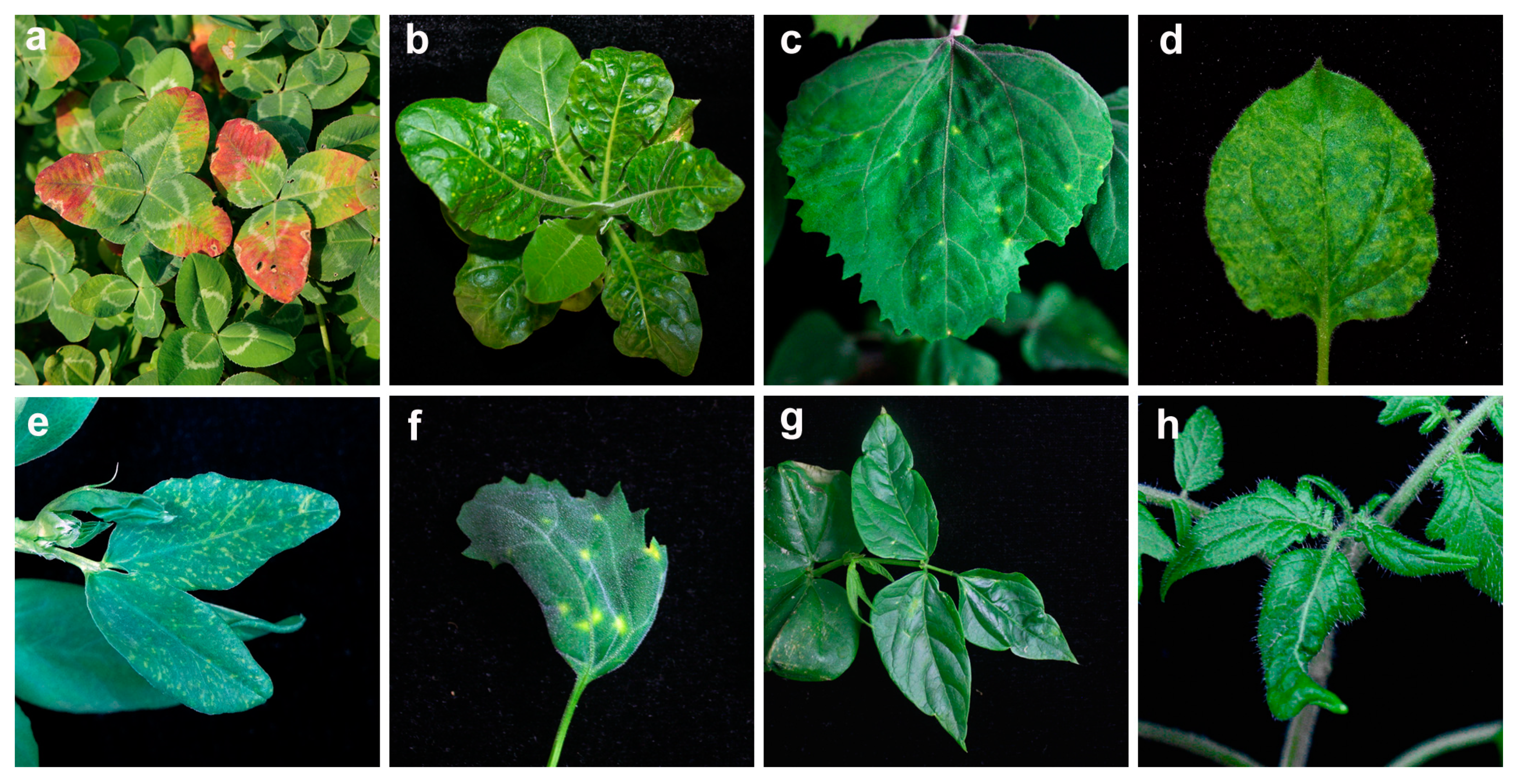 Agronomy 13 01193 g001 Agronomy 13 01193 g001