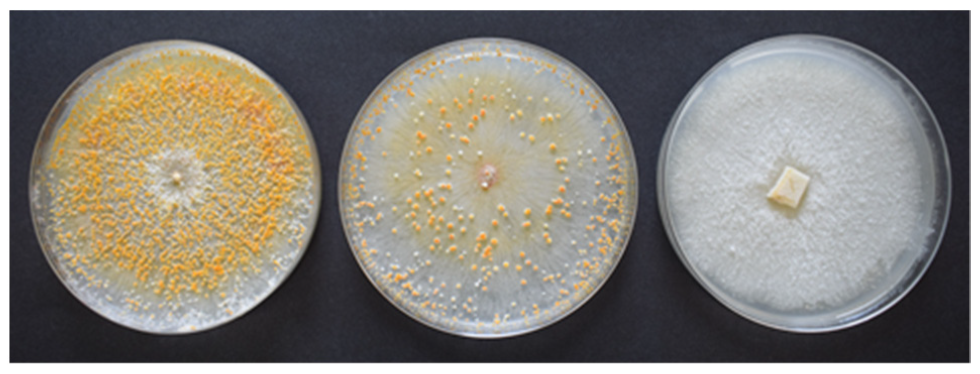 Agronomy 13 01208 g001 Agronomy 13 01208 g001