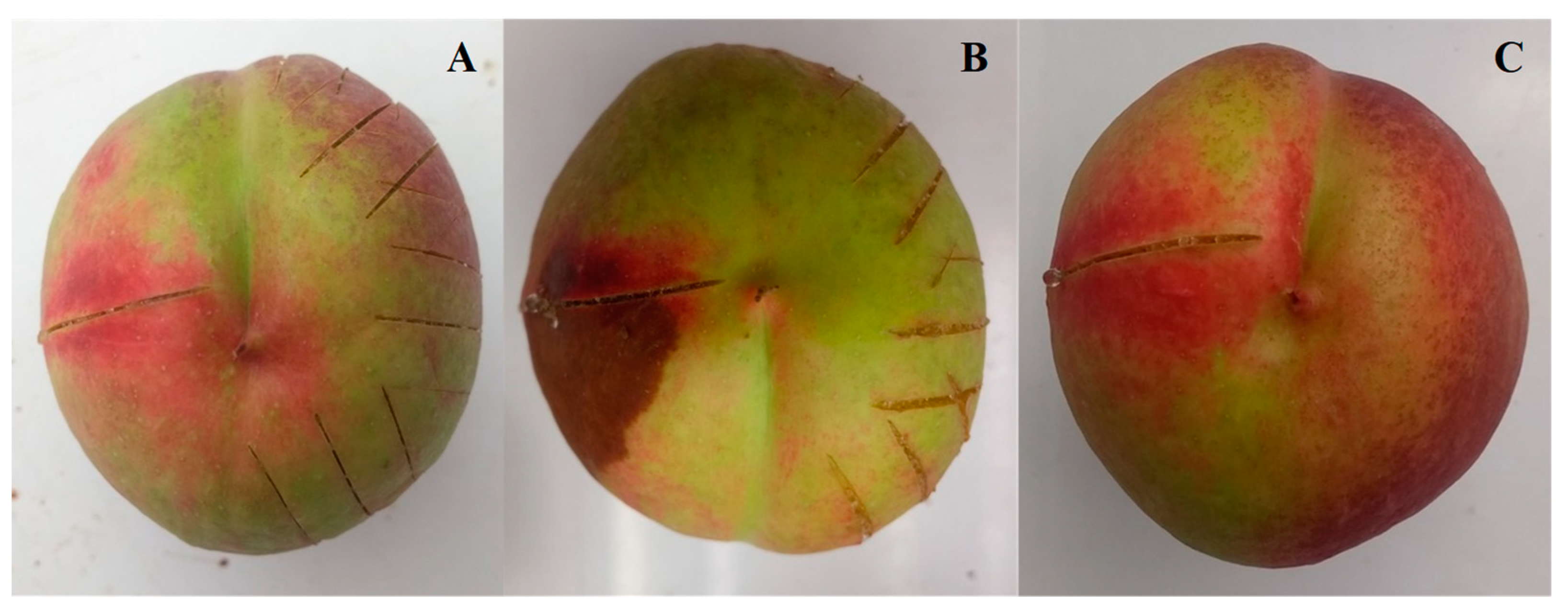Agronomy 13 01235 g007