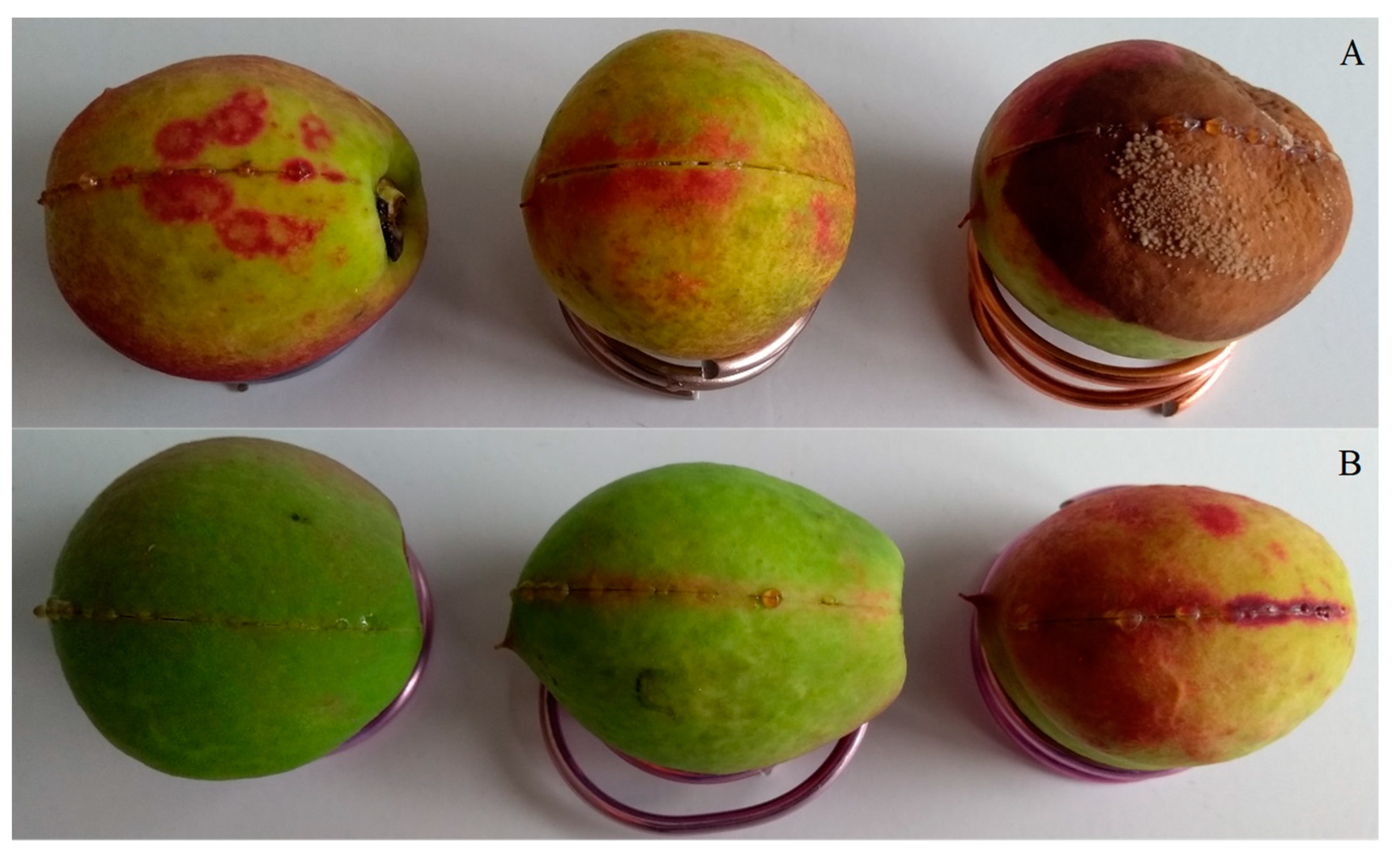 Agronomy 13 01235 g008