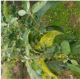 Agronomy 13 01240 i004 Agronomy 13 01240 i004