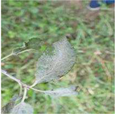 Agronomy 13 01240 i005 Agronomy 13 01240 i005
