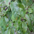 Agronomy 13 01240 i006 Agronomy 13 01240 i006