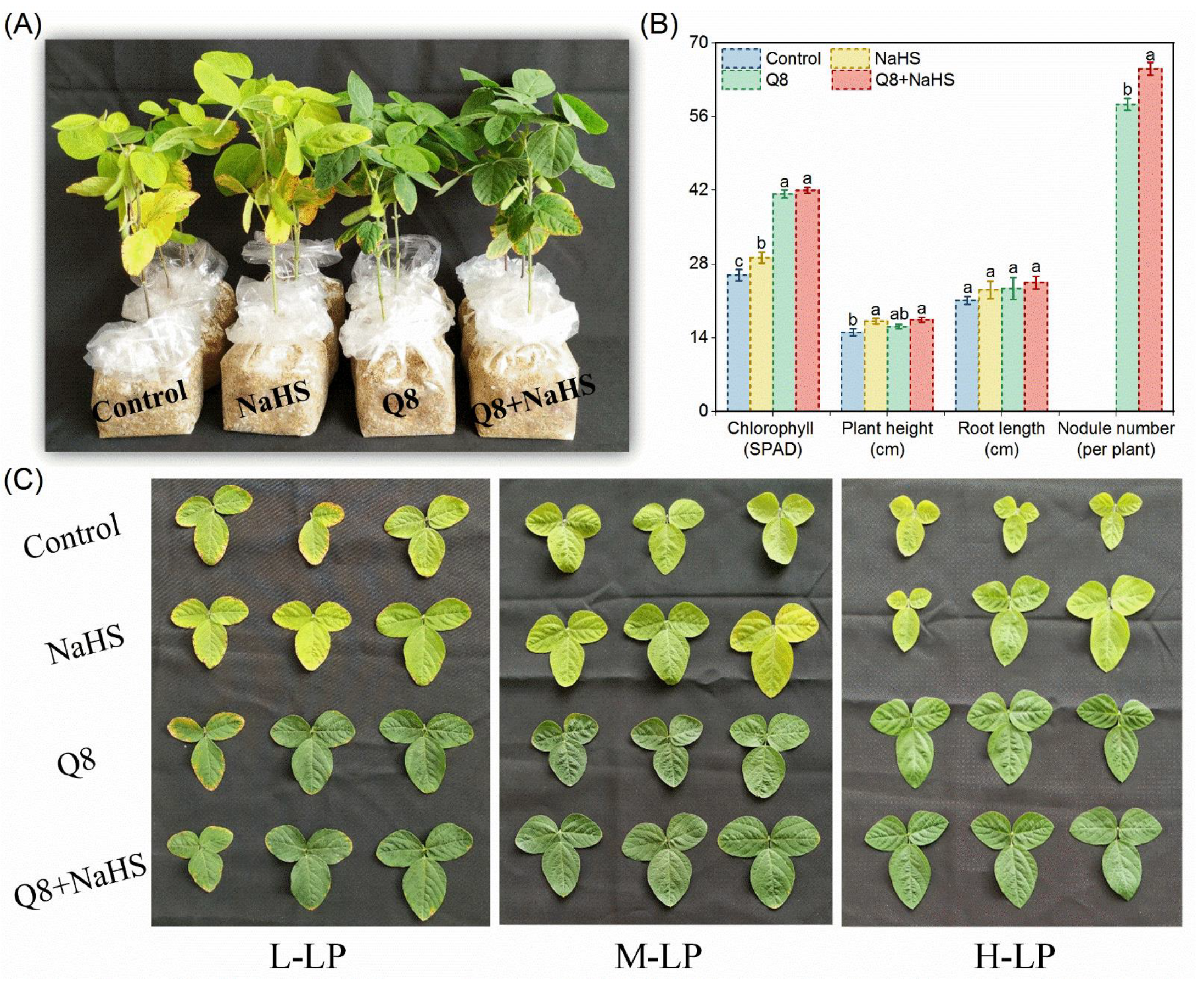 Agronomy | Free Full-Text | H2S Crosstalk in Rhizobia Modulates Essential  Nutrient Allocation and Transport in Soybean