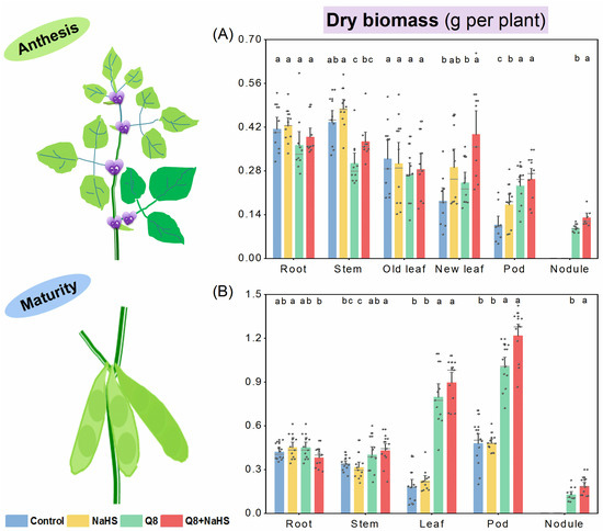 Agronomy | Free Full-Text | H2S Crosstalk In Rhizobia Modulates ...