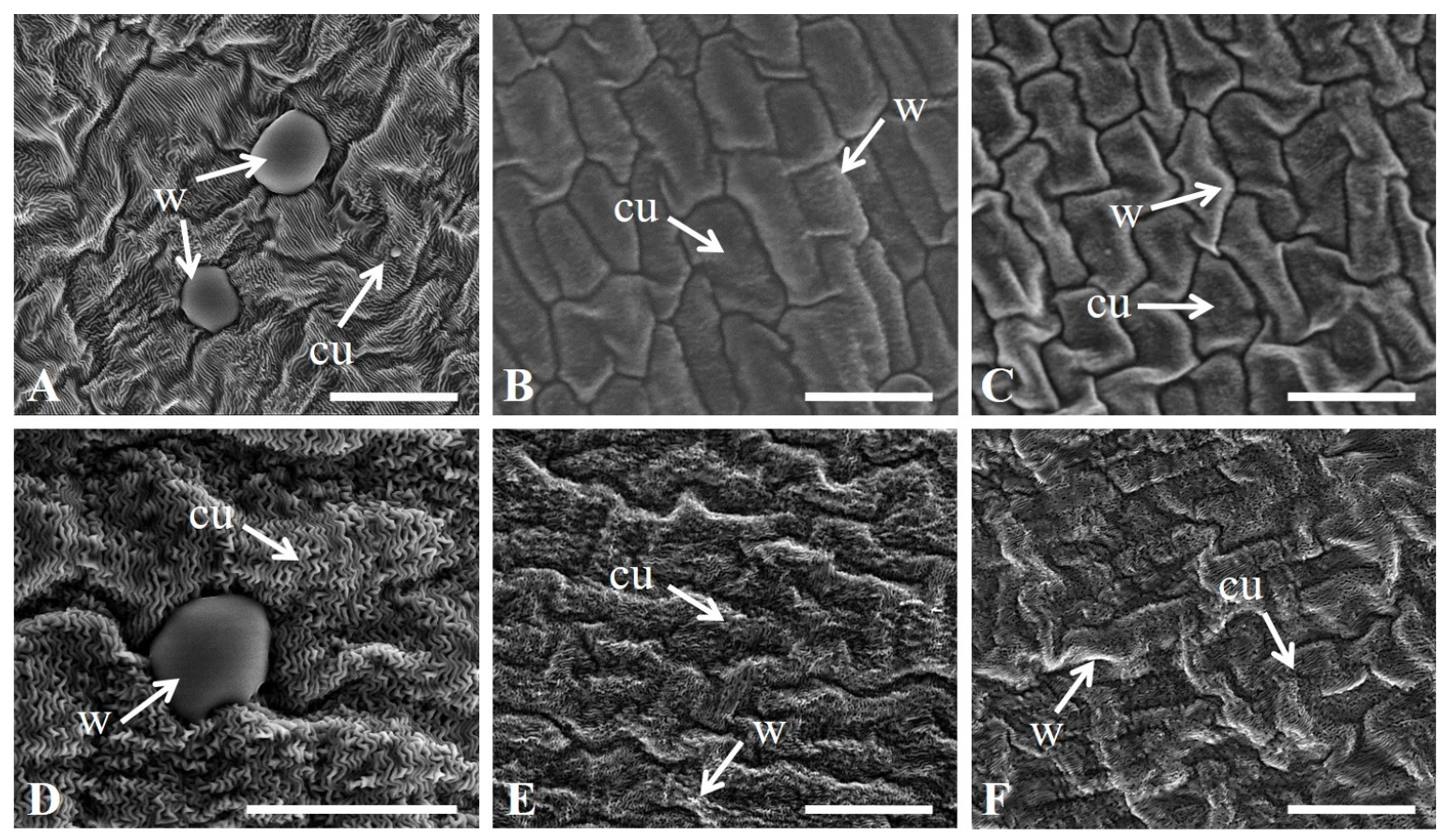 Agronomy 13 01372 g005