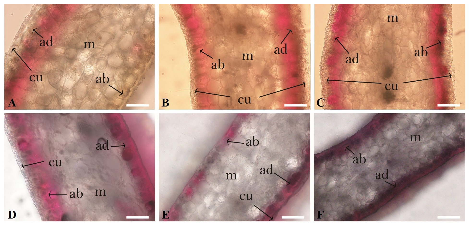 Agronomy 13 01372 g006