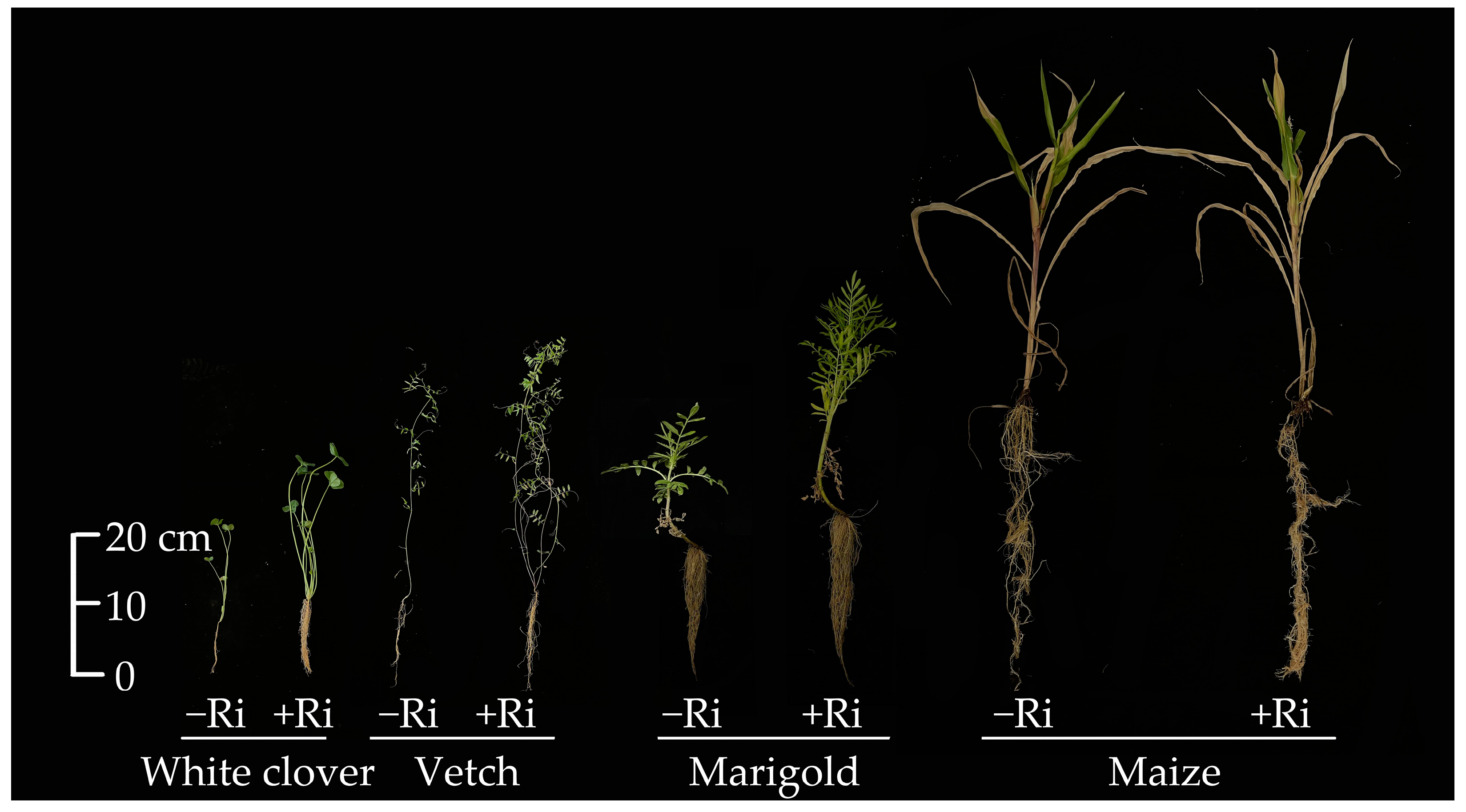 Agronomy 13 01427 g001