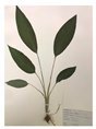 Agronomy 13 01435 i007 Agronomy 13 01435 i007