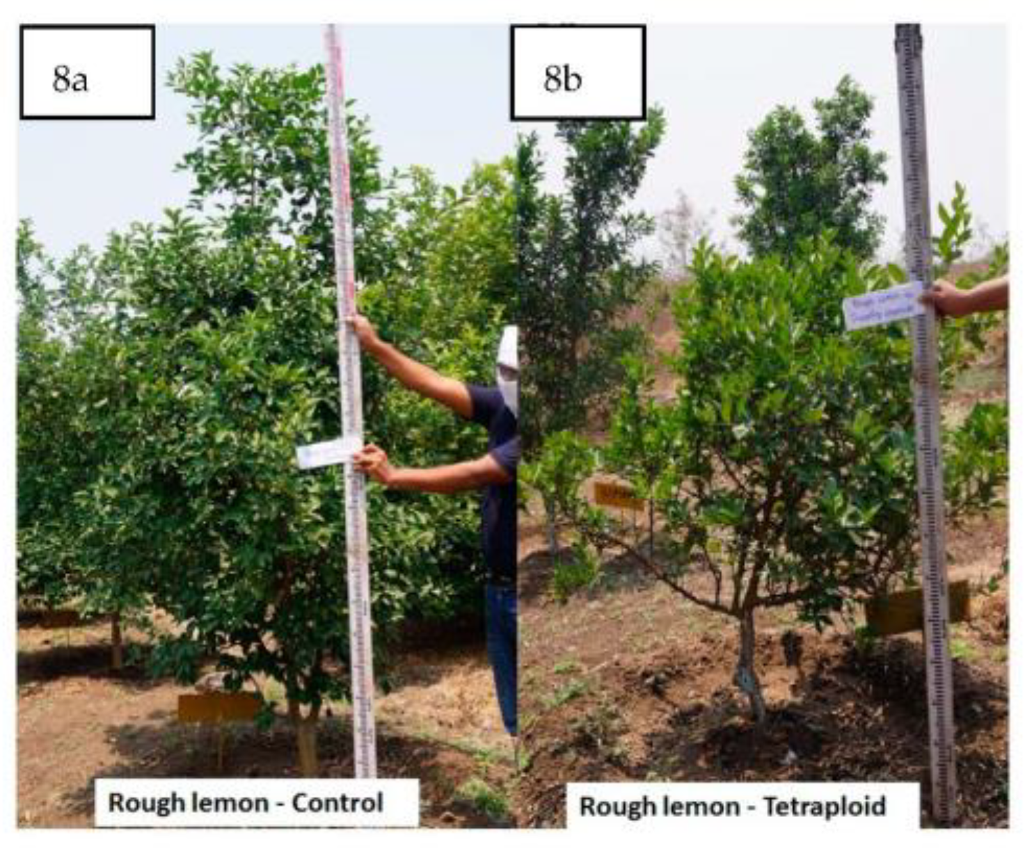 Agronomy 13 01442 g008 Agronomy 13 01442 g008