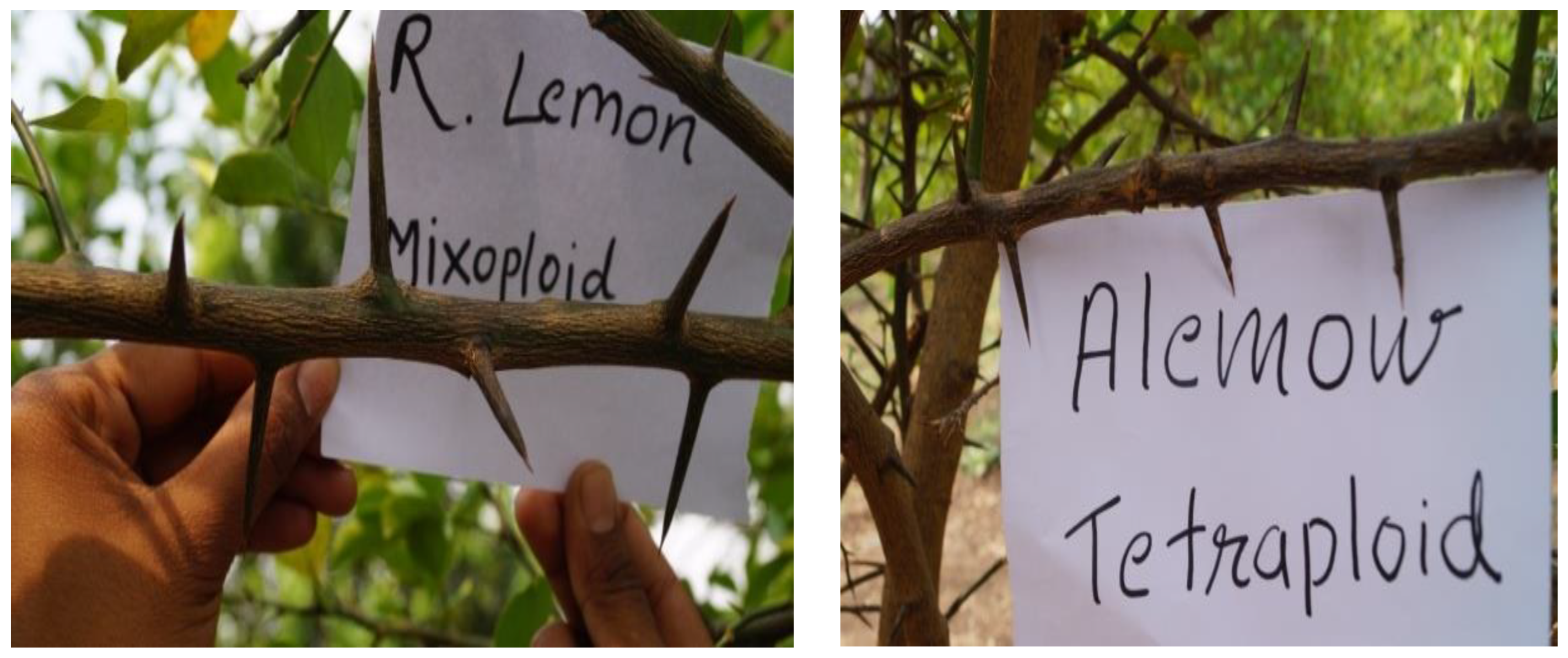 Agronomy 13 01442 g010 Agronomy 13 01442 g010